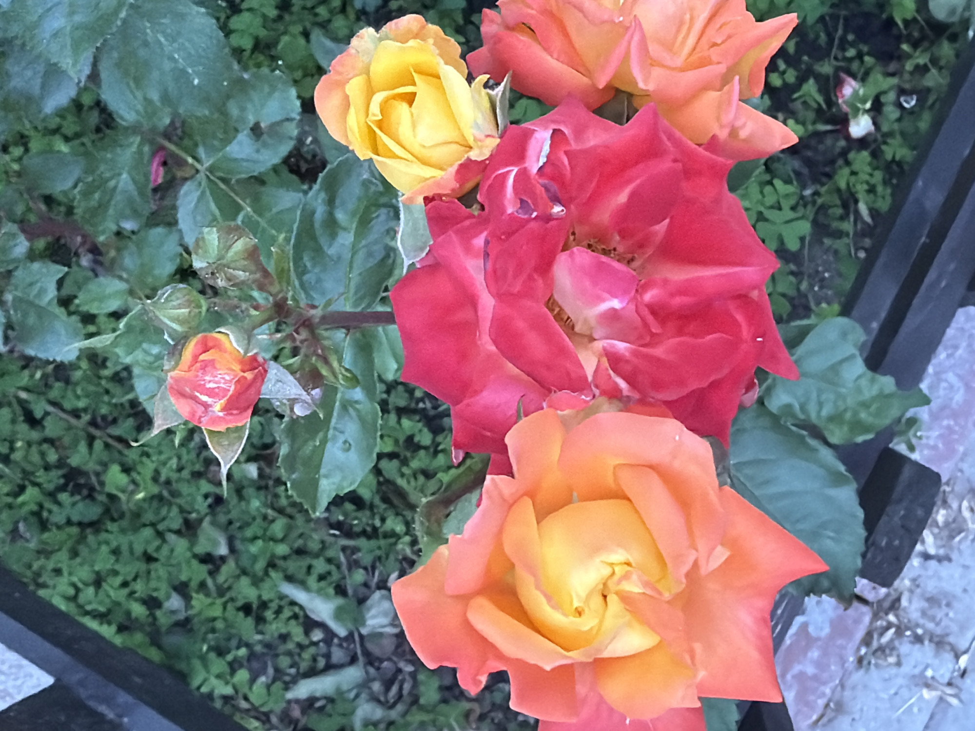 A close-up, overhead view shows a cluster of roses in various stages of bloom, set against a backdrop of lush green foliage. The roses display a spectrum of colors, from a vibrant orange and yellow blend to a deep red, with one yellow rose showing hints of orange on its outer petals. There are also several rosebuds, some tightly closed and others partially open, with one bud exhibiting streaks of orange and pink. The petals are delicately layered, with some showing slight dew drops. A dark, textured surface, possibly a fence or railing, runs along the bottom and left edge of the frame, casting a subtle shadow. The ground beneath the roses is covered in dense green plants, with hints of dirt and small stones visible. The overall scene suggests an outdoor garden setting, likely in a city park or residential area, as implied by the presence of the railing which may be part of an urban landscape.