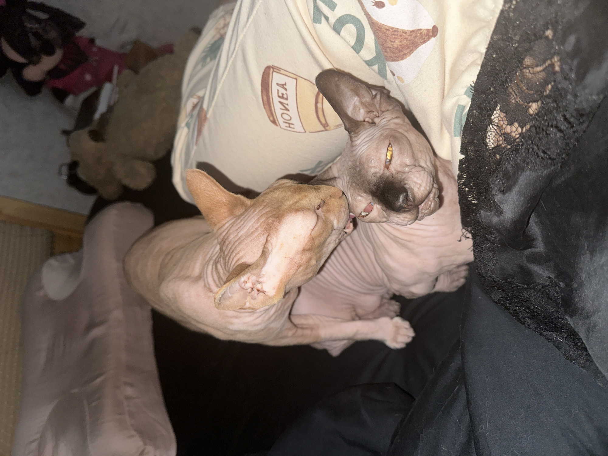 This close-up, overhead shot captures two Sphynx cats in an indoor setting, likely a home in Vladimir, Russia. The cats appear to be snuggling or interacting affectionately. One cat is a lighter, flesh-toned beige, and its head is positioned near the face of the other cat, which has a darker, greyish-brown complexion. The darker cat's eyes are partially closed, and its mouth is slightly open, revealing a hint of its tongue and some teeth.
The cats are resting on or next to a light-colored pillow or blanket with a patterned design. A notable detail on this fabric is a graphic of a honey pot, above which the word "HONEY" is visible, written vertically and appearing upside down relative to the image's orientation. To the right of the cats, a dark, black fabric, possibly clothing or another blanket, with a visible lace or textured trim, is present.
In the blurred background on the far left, several out-of-focus items can be seen, including a brown stuffed animal resembling a bear, and other soft, indistinct objects like a pink item and a black item. A light pink cushion or pillow is also partially visible on the left. The lighting in the image is soft and somewhat dim, suggesting it might be evening or a room with subdued illumination. The overall scene conveys a sense of warmth, comfort, and companionship between the two felines.