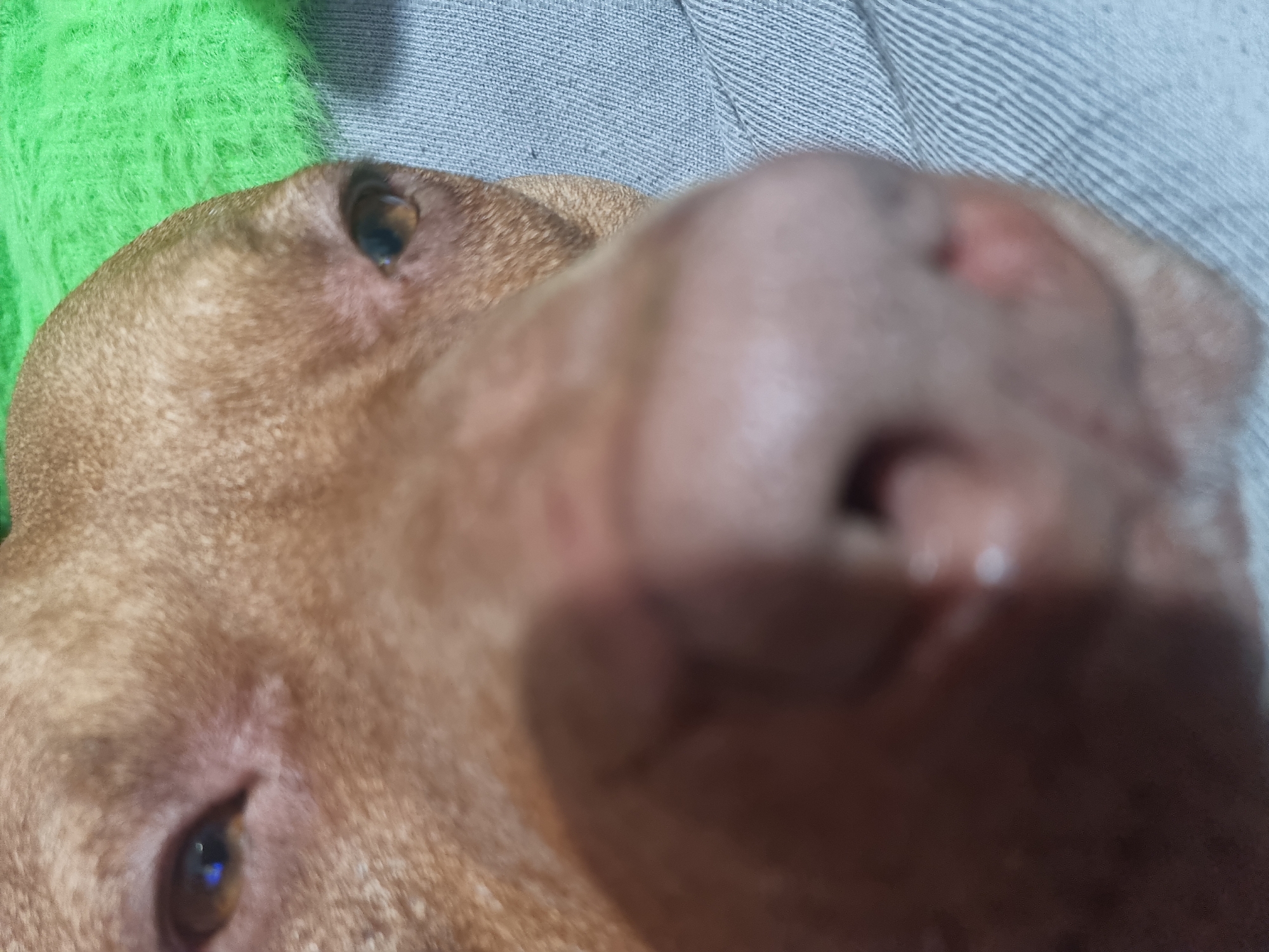 A close-up, distorted image shows a brown dog's face. The dog's nose is large and out of focus, taking up a significant portion of the frame. Its eyes are visible, one in clearer focus than the other. The dog's fur is short and brown. The background includes green fabric on the left and gray fabric on the upper right. Location is unknown.