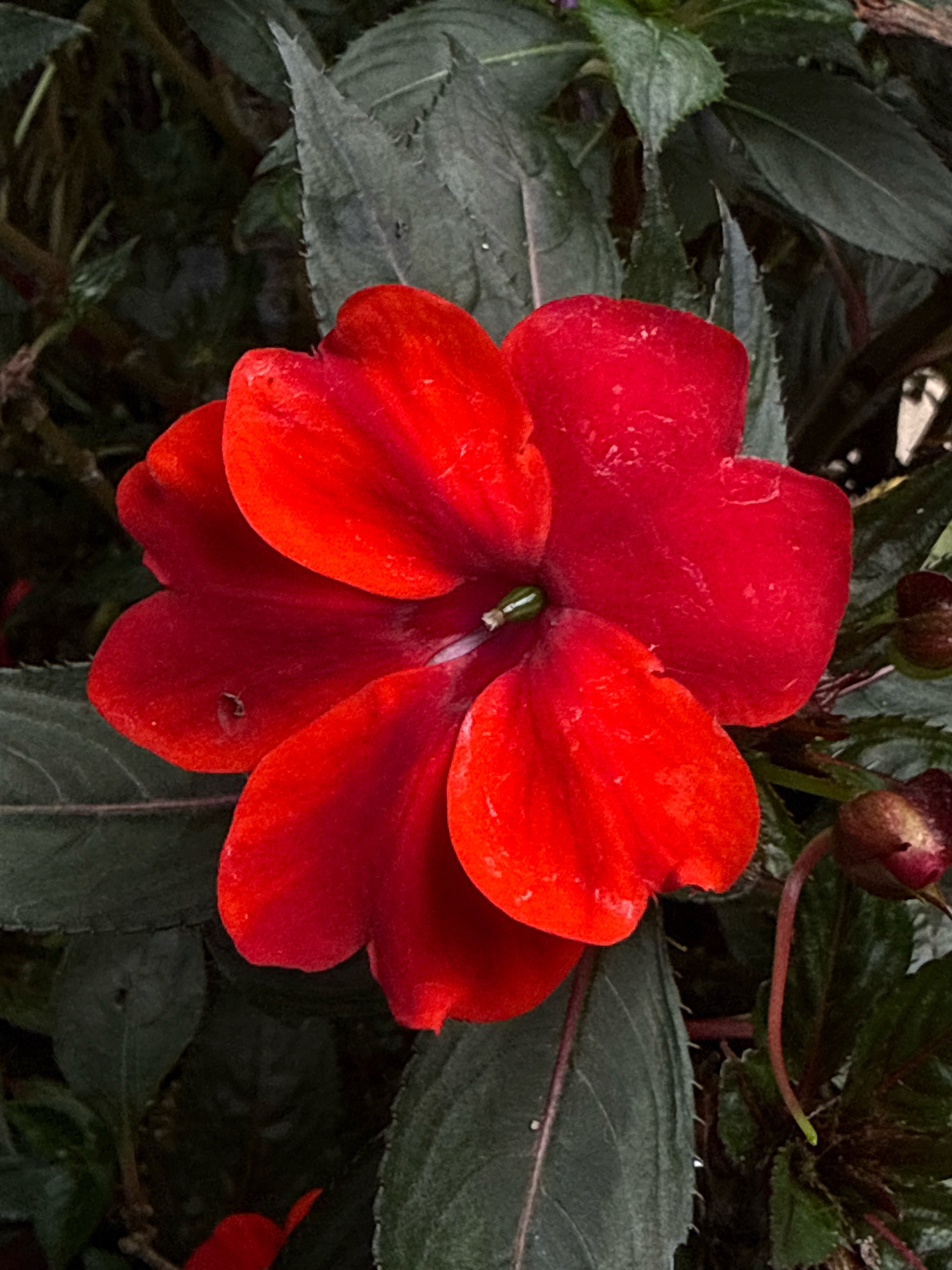 A close-up, eye-level shot shows a vibrant red impatiens flower in full bloom, centered within the frame. The flower has five distinct petals, with a slight twist in their arrangement, and a green stamen visible in the center. The petals are a rich, saturated red with subtle variations in shade and texture, appearing soft and velvety. The background consists of dark green, serrated leaves, some in sharp focus and others blurred, creating a sense of depth. To the right of the flower, two unopened buds are visible, their dark red-brown color contrasting with the bright petals. The scene is lit from above, casting soft shadows and highlighting the flower's delicate features. The image was captured in a garden setting in Hiệp Thạnh, Vietnam.