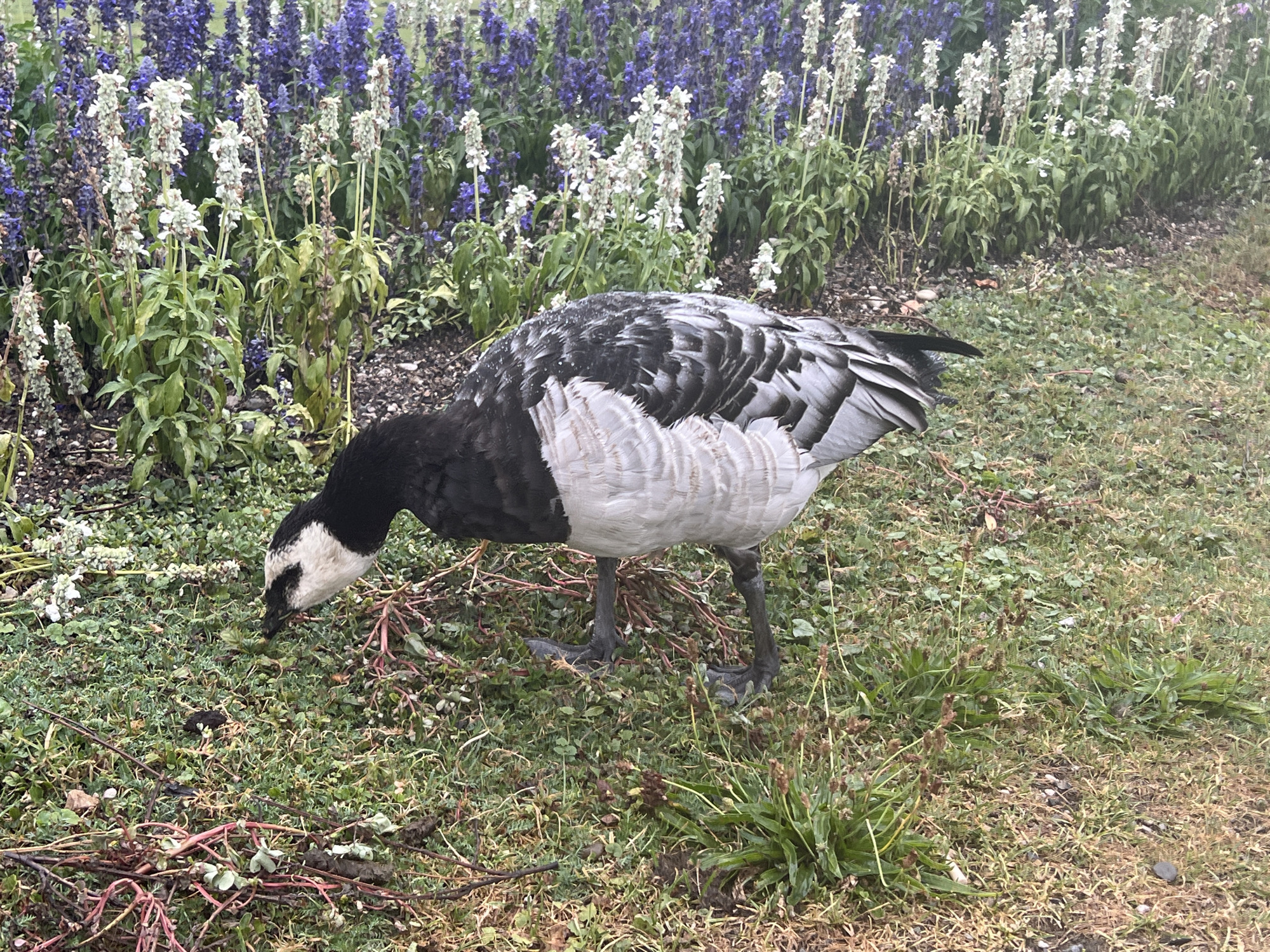 A goose with black and white plumage is foraging on a patch of grass in front of a flowerbed. The flowerbed features rows of purple and white flowers. The goose is angled towards the left of the frame, with its head lowered to the ground. Its black head has a white patch on its cheek. The goose's body is predominantly black on top, with white feathers on its sides and underside. Its legs are dark gray. The ground is covered in green grass, interspersed with some fallen leaves and twigs. The background is dominated by the dense planting of flowers. The scene appears to be outdoors in a park or garden setting. The lighting suggests an overcast day. This image was taken in Munich, Germany.