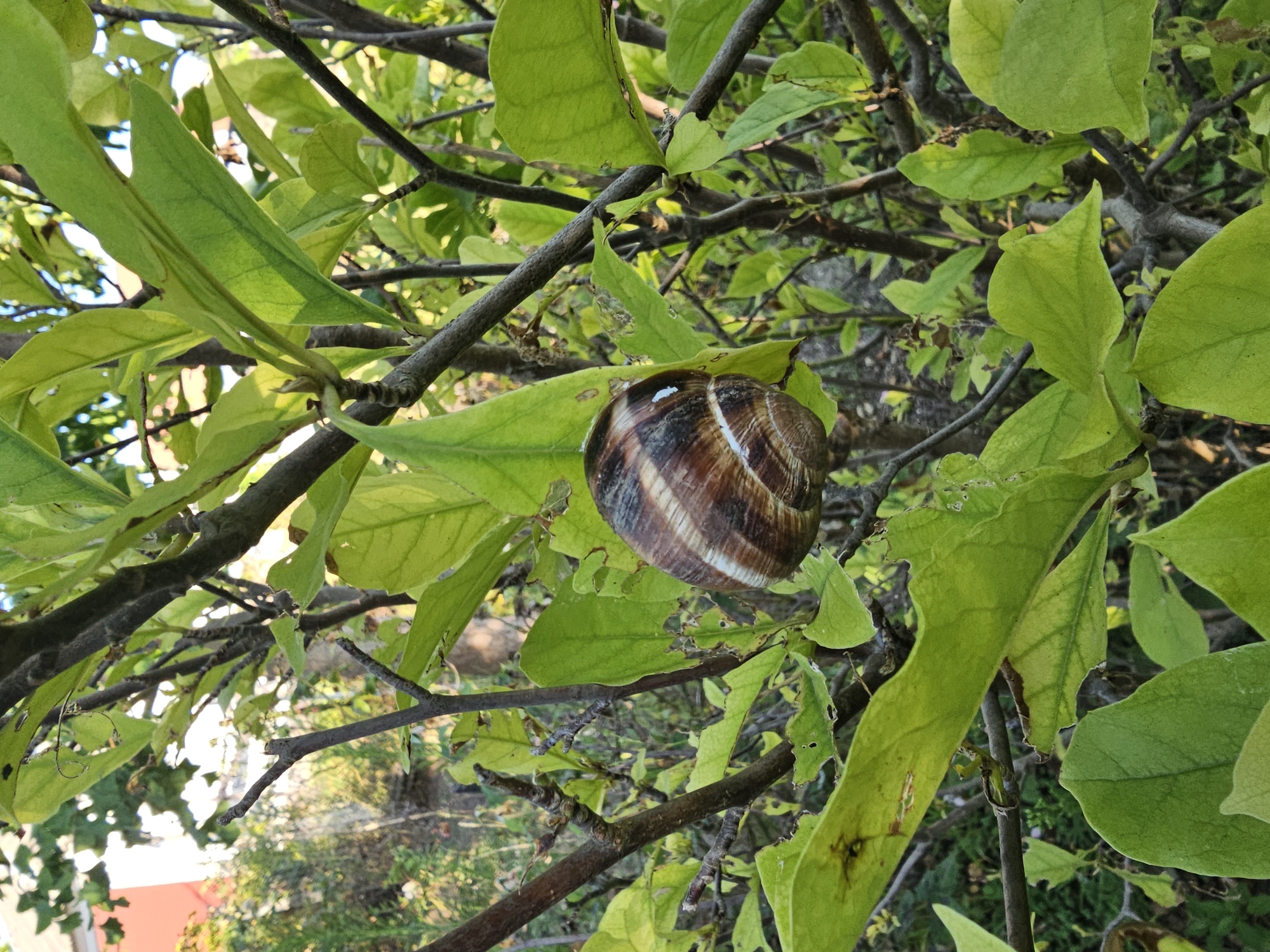 A snail is resting on a branch of a green-leafed plant. The snail's shell is brown with white stripes. The background is blurred and shows more of the plant and some out-of-focus structures. The lighting suggests it is daytime.