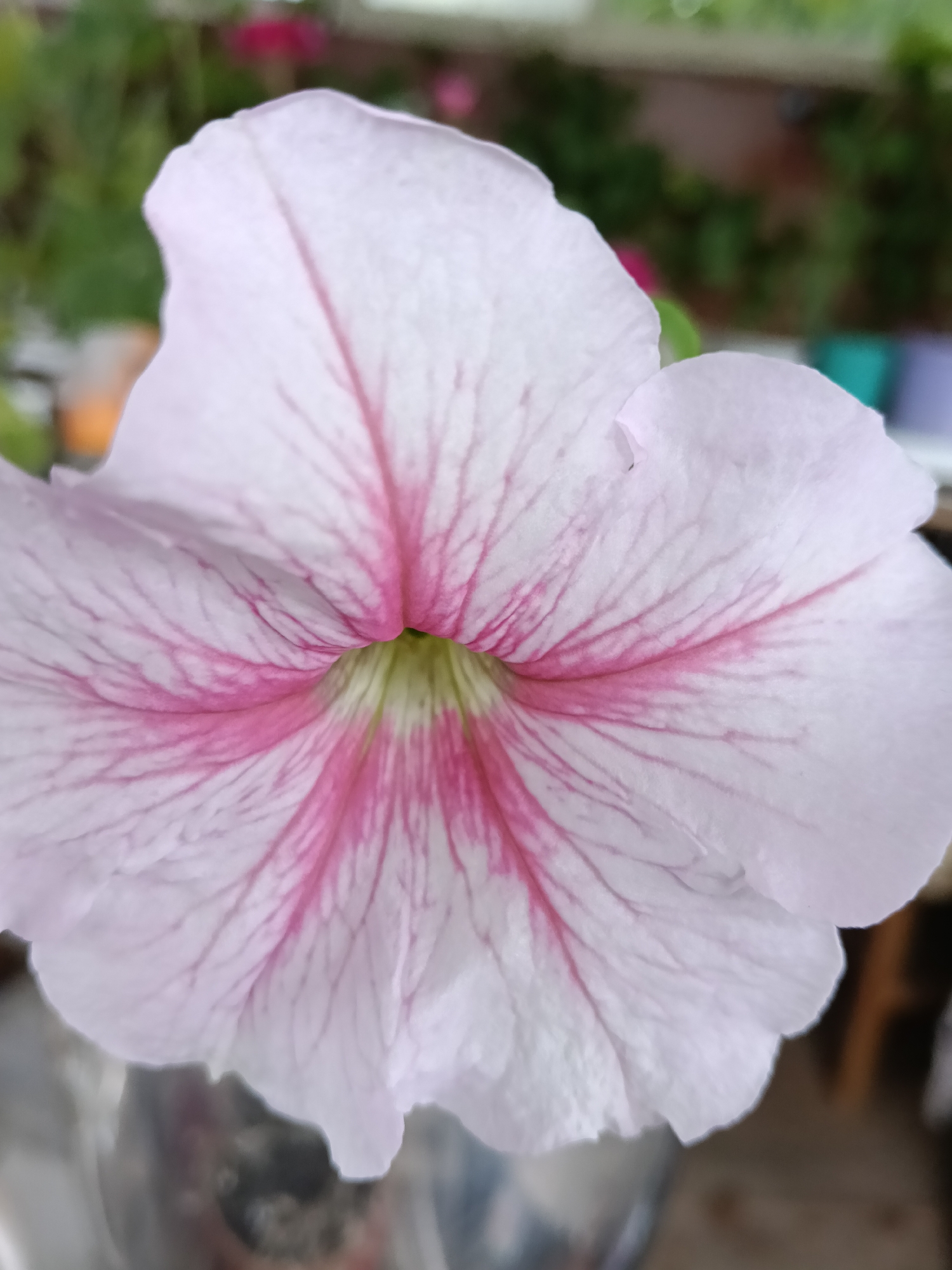 A close-up shot of a petunia flower, featuring white petals with pink veins. The flower's center exhibits a greenish hue. The background is blurred, suggesting other plants or foliage. The exact location in Красный Маяк, Russia cannot be determined from the image.