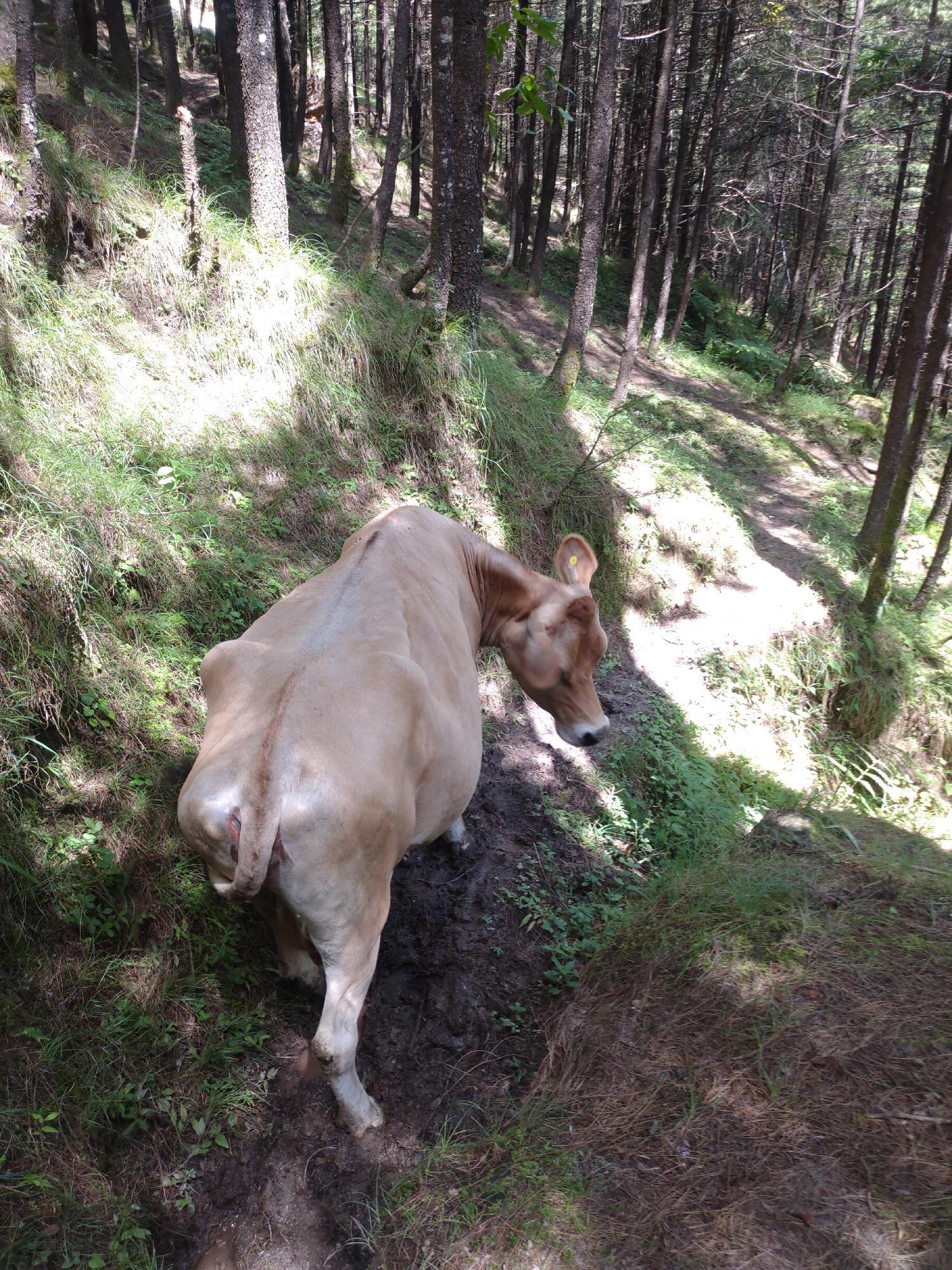 A light brown cow walks on a muddy trail in a forest. The cow is facing away from the camera, and its head is turned to the left. The cow is standing in a patch of mud, and there is grass on either side of the trail. The trees in the forest are tall and thin, and there is sunlight filtering through the leaves.