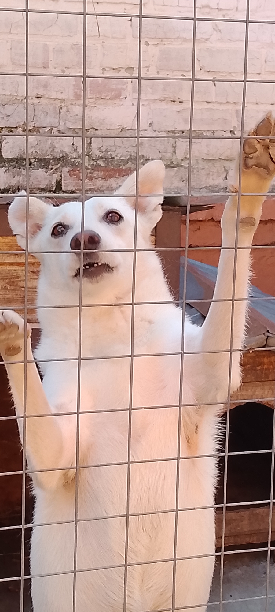 The image shows a white dog behind a wire fence. The dog has its front paws on the fence and is looking upwards. Its mouth is slightly open, revealing its teeth. The background appears to be a brick wall and some wooden structures. The lighting suggests it is daytime. The image was taken in Belgorod, Russia.