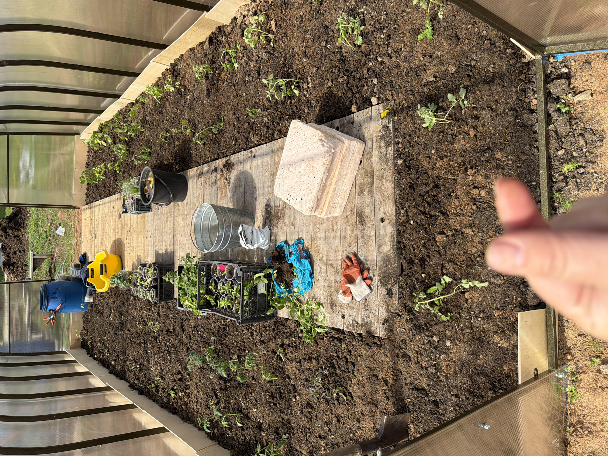 The image shows the interior of a greenhouse in Chaikovsky, Russia. The greenhouse contains a garden bed with planted seedlings. Gardening tools and supplies, including watering cans, buckets, plant trays, and gloves, are resting on a wooden surface within the bed. There is a person's thumb visible in the lower right corner of the image.