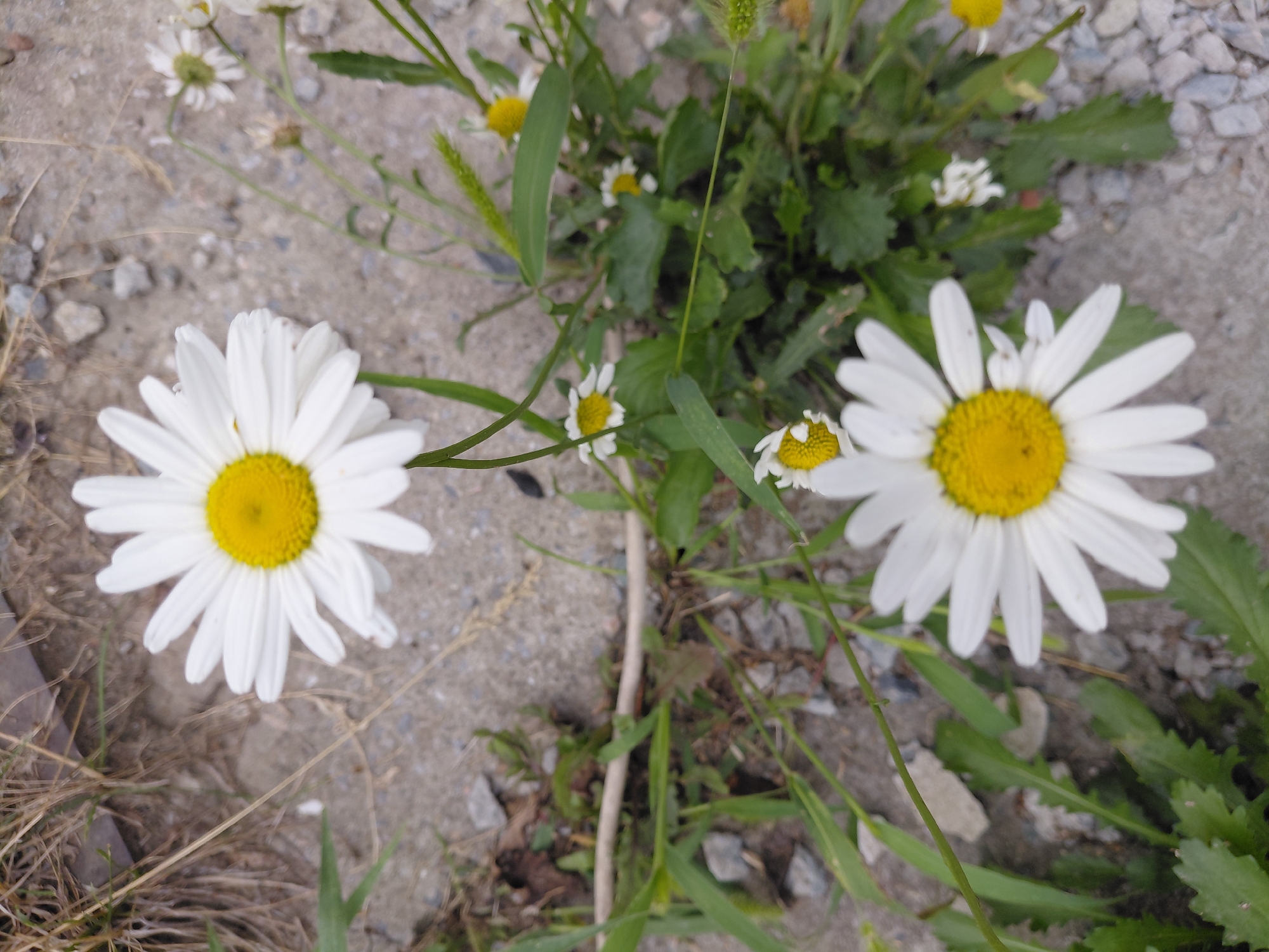 The image shows a close-up, overhead view of several daisies growing in a rocky, outdoor environment. The daisies, with their white petals and yellow centers, are the main subjects. There are at least three clearly visible daisy blooms, with one large daisy prominently featured in the foreground and another large one above it. Smaller, less distinct daisy blooms are scattered throughout the scene. The ground is composed of gravel and dirt, with patches of dry grass and green foliage. The overall impression is of a natural setting, possibly a garden or a roadside, with the daisies growing amongst weeds and stones. There are no people or animals visible in the image. The image is a still photograph with no indication of action or interaction. The scene appears to be outdoors, with natural lighting. The specific location in Novosibirsk, Russia cannot be determined from the visual information provided.