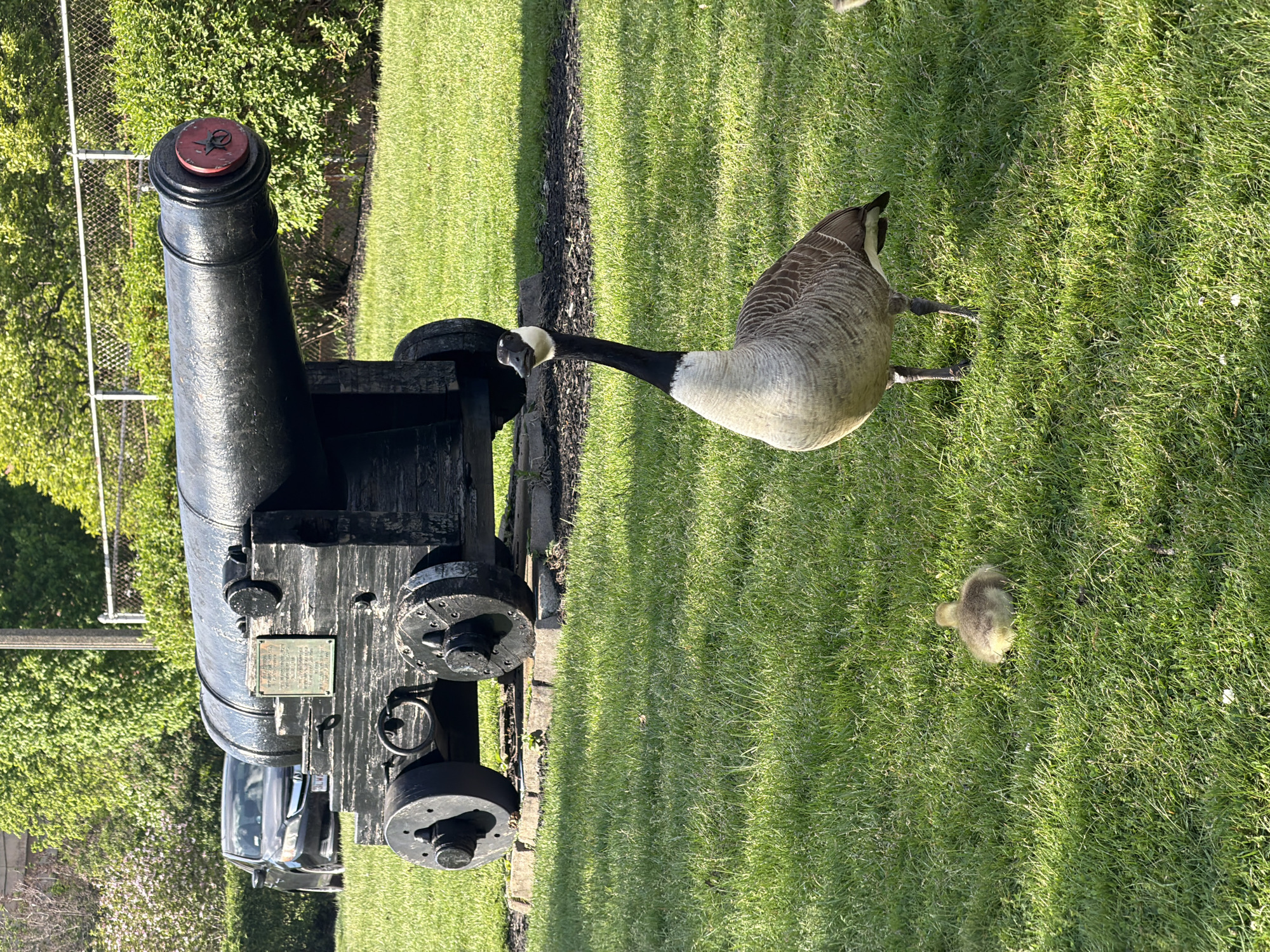 The image shows a cannon and a Canada goose with a gosling in a grassy area. The cannon is black and appears to be an antique. A plaque is visible on the cannon carriage. A Canada goose is next to the cannon with its neck stretched toward it. A single gosling is in the grass near the goose. The setting is outdoors on a sunny day. Given the cannon and overall appearance, this is possibly a historic site or park. Given the cannon the most likely location is Boston, United States of America.