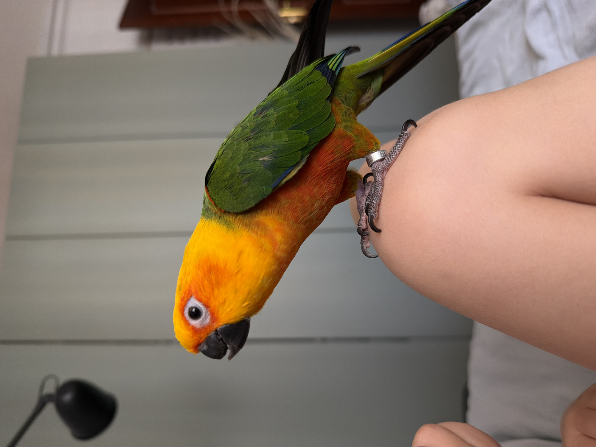 A vibrantly colored sun conure parrot with orange and yellow plumage on its head and chest, and green on its back and wings, is perched on a human knee. The parrot's feet grip the skin, and a silver band is visible on one of its legs. The background consists of a light blue wall with vertical paneling and a black lamp in the upper left corner. A portion of a person's hand is visible in the lower left of the frame. The scene appears to be indoors, possibly in a bedroom, given the presence of what looks like a bed with white bedding in the background. The image does not provide any information to suggest the location is in Khimki, Russia.