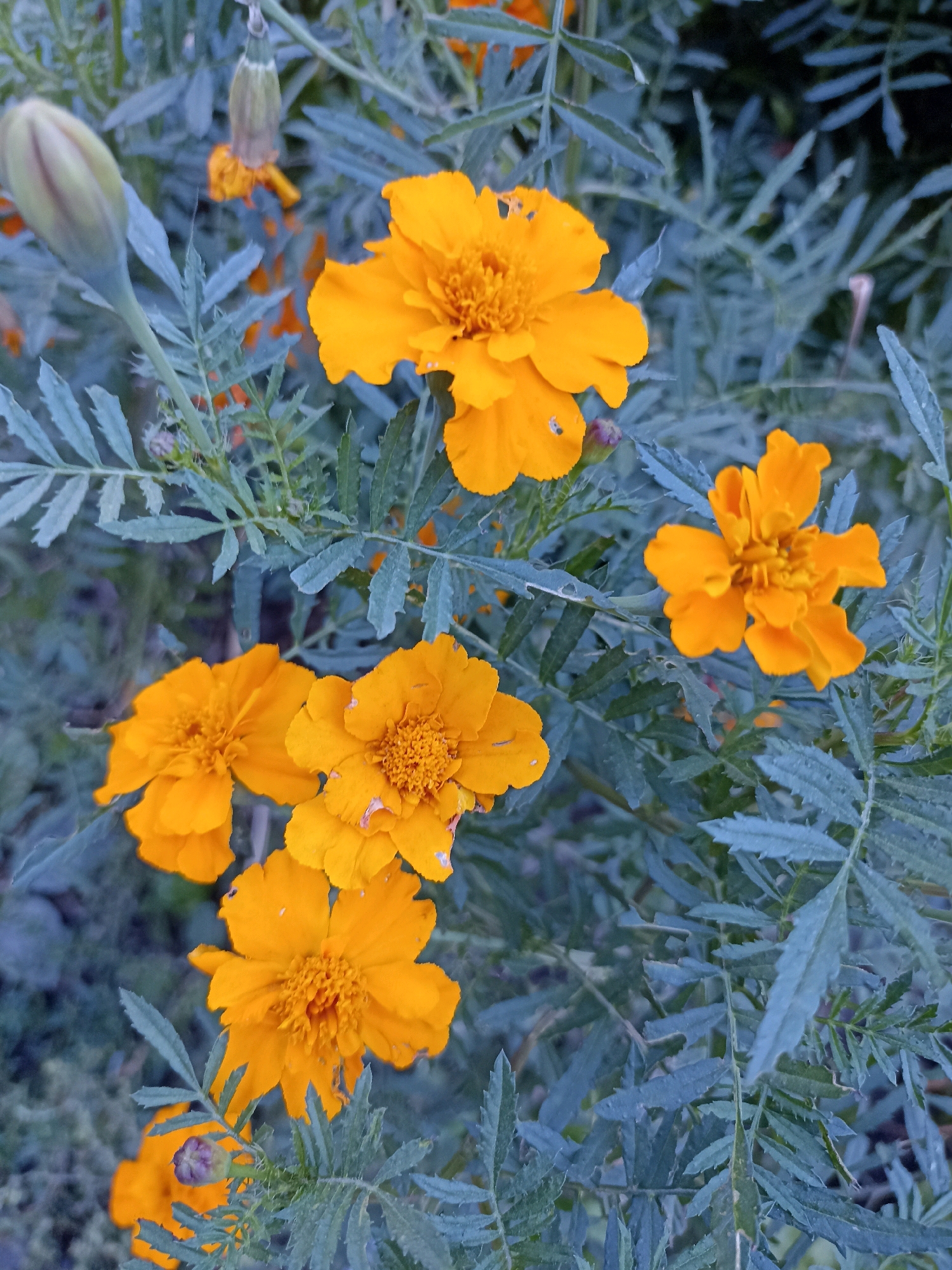 An overhead, eye-level, close-up shot shows a cluster of vibrant orange marigolds in a natural setting. The flowers are in various stages of bloom, with some fully open and displaying their intricate petal structures, while others are still buds, tightly furled. The marigolds' rich orange hue stands out against the muted green and blue tones of their feathery foliage and the slightly blurred background. A single, pale green bud is visible to the left of the frame, hinting at future blooms. The overall impression is one of natural beauty and the subtle elegance of a garden in bloom.