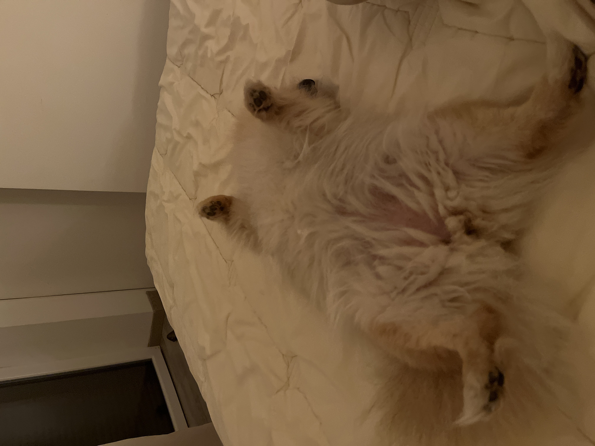 A fluffy, light-colored dog lies on its back on a crumpled, light-colored bedspread. The dog's paws are visible in the upper left and upper right of the frame. The underside of the dog is also visible in the center of the frame. A white wall and window frame are visible in the lower left of the frame. The location is unknown; Chambœuf, France, is not determined from the image.