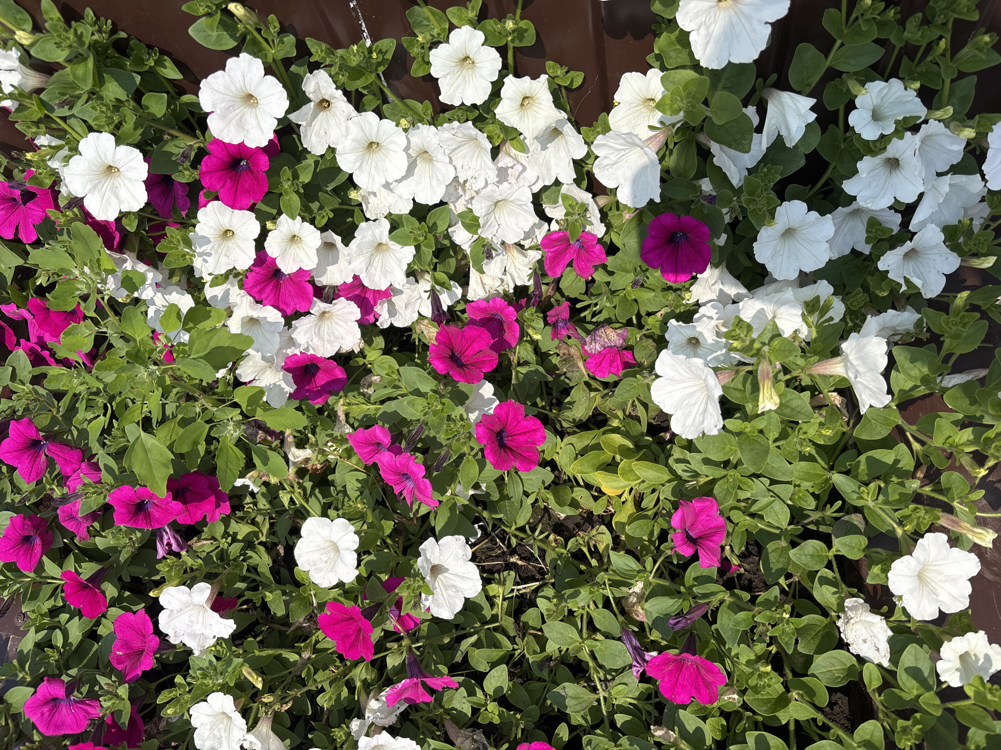 A close-up, overhead shot captures a dense bed of vibrant petunias in various shades of bright pink and white, interspersed with lush green foliage. The flowers are in full bloom, with their trumpet-shaped petals unfurled. Some of the flowers are wilting, showing signs of decay. The setting appears to be an outdoor urban environment, possibly a park or garden area in the city of Kordovo, Russia, as indicated by the brown, textured surface that borders the flower bed. The sunlight casts dappled shadows across the scene, highlighting the textures and colors of the plants. No people or animals are visible.