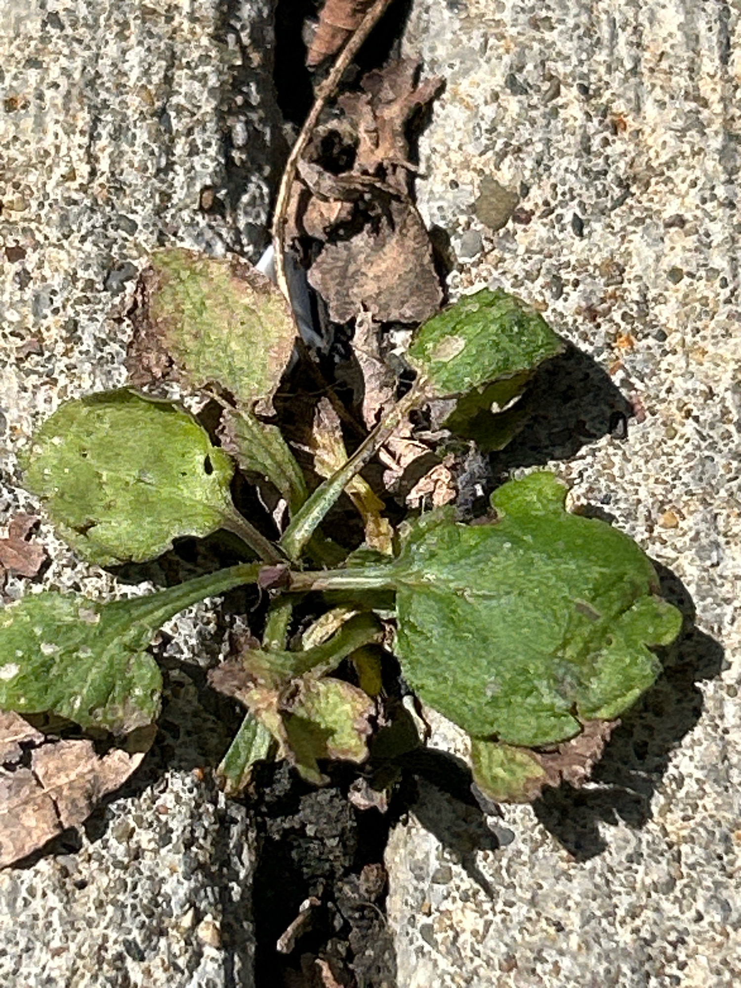 A small, green plant with several leaves is growing in a crack in concrete. Some dried leaves and debris are also present in the crack. The concrete appears to be a sidewalk or path. The scene is lit by sunlight, casting shadows. The location is Robinson Township, United States of America.