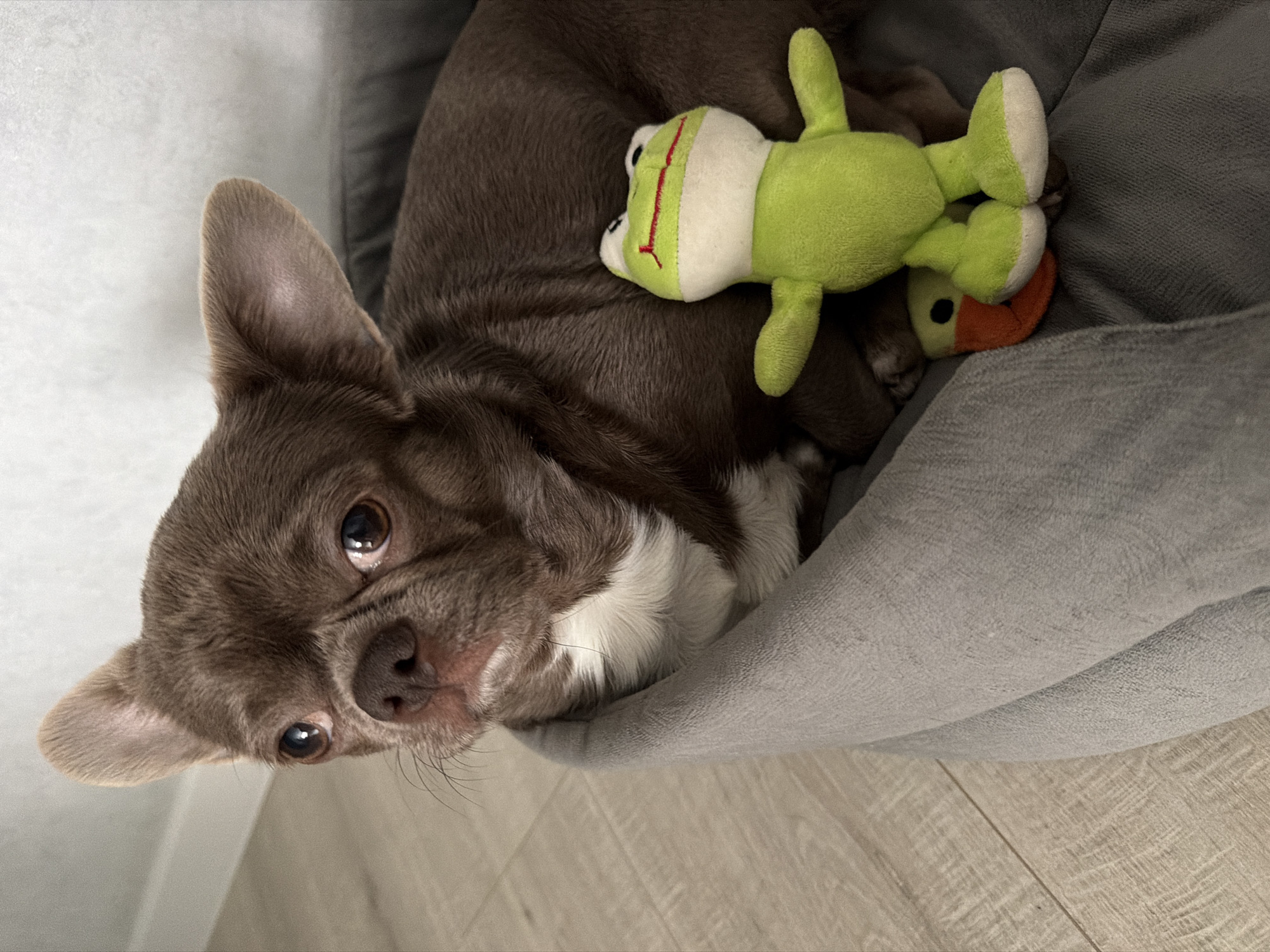 A brown and white short-haired chihuahua lies in a gray dog bed. A green stuffed frog toy rests on the dog's back. The dog is looking at the camera with its brown eyes. The scene is indoors, with light wood-grain flooring visible in the lower portion of the image. There is no indication of location, including the city of Votkinsk, Russia.