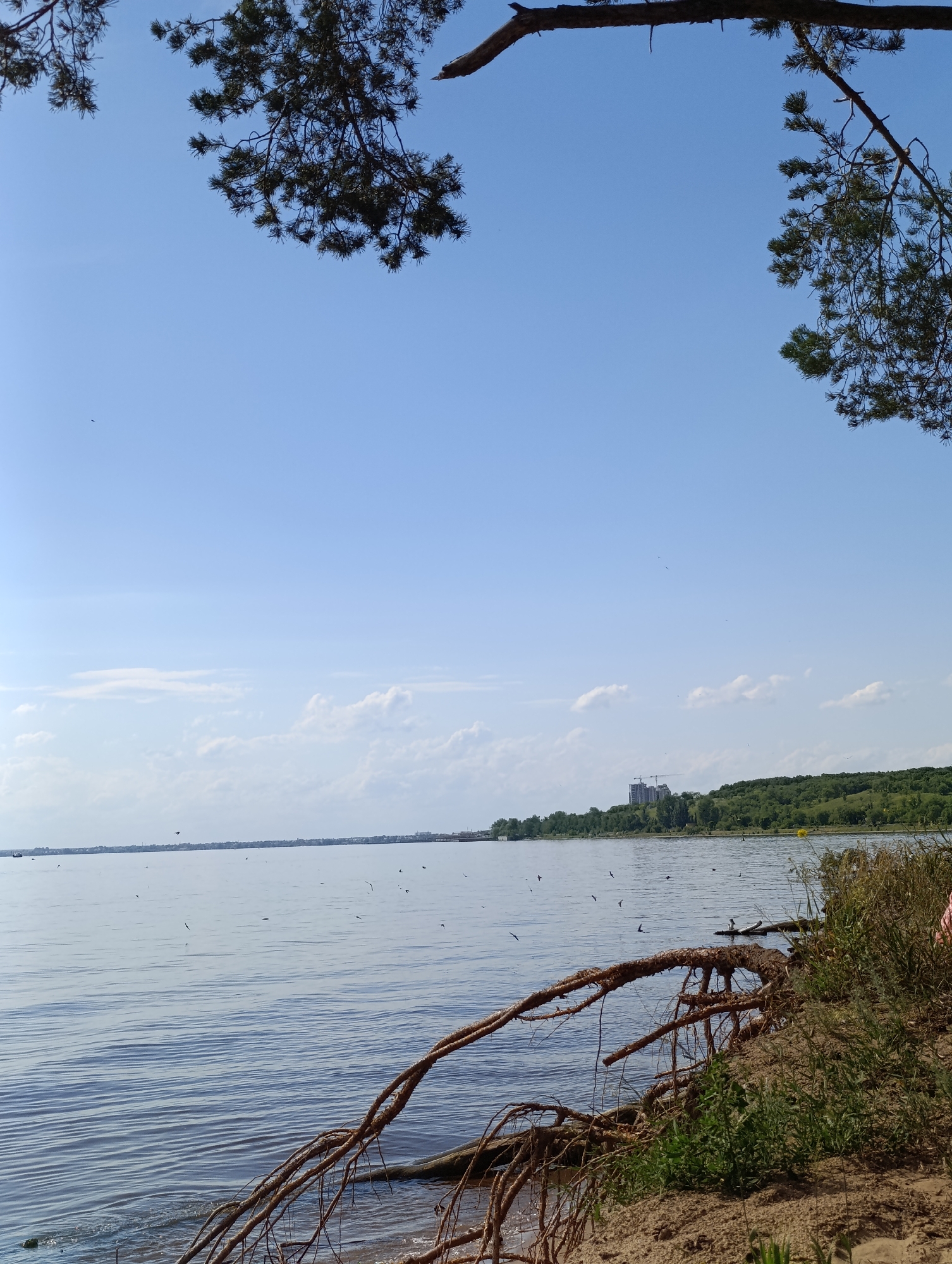 The image depicts a tranquil scene by a large body of water under a clear blue sky with scattered clouds. In the foreground, the exposed roots of a tree and some dry vegetation are visible on a sandy shore. The water, with gentle ripples, extends to the horizon where a lush, green treeline borders the distant shore. A few buildings and construction cranes are discernible on the far bank, suggesting a developed area. Numerous birds are scattered across the water and in the sky, adding a sense of life to the landscape. Pine branches frame the top of the image, indicating a natural, possibly wooded, environment. The overall impression is one of a calm, sunny day, likely in the late morning or early afternoon, given the brightness of the light. There is no visible text in the image.
