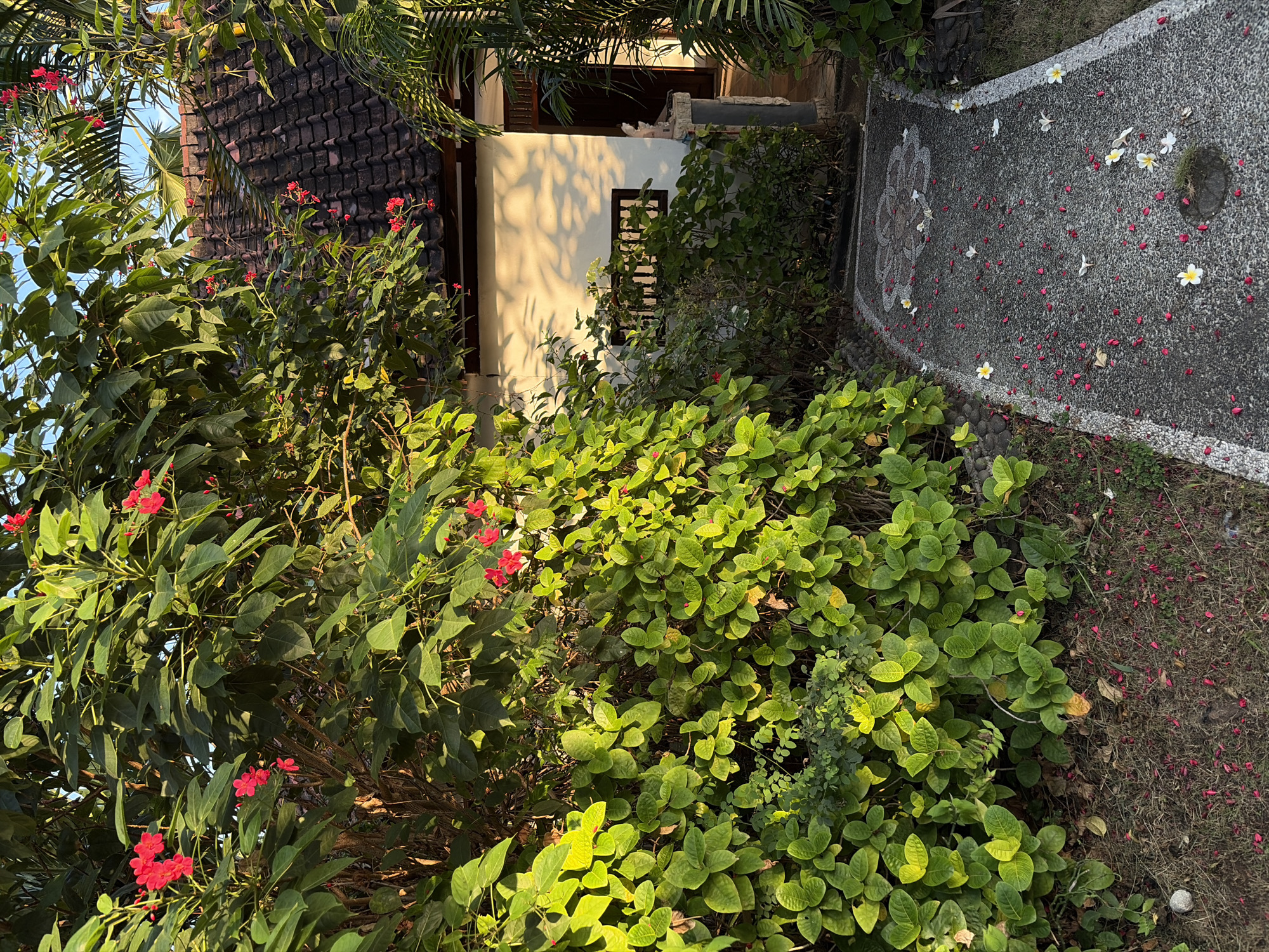 The image depicts a pathway leading to a building with a tiled roof, surrounded by lush greenery. Red and pink flowers are visible on the branches of a large bush in the foreground, and small white flowers are scattered across the pathway. The pathway itself is made of concrete and has a decorative circular pattern in the center. The building appears to be a single-story structure with a white wall and a dark-colored wooden door. Shadows from the trees are cast on the building's wall. The environment suggests a tropical setting, possibly a garden or resort. There are no people visible in the image. The location is identified as Abang, Indonesia.