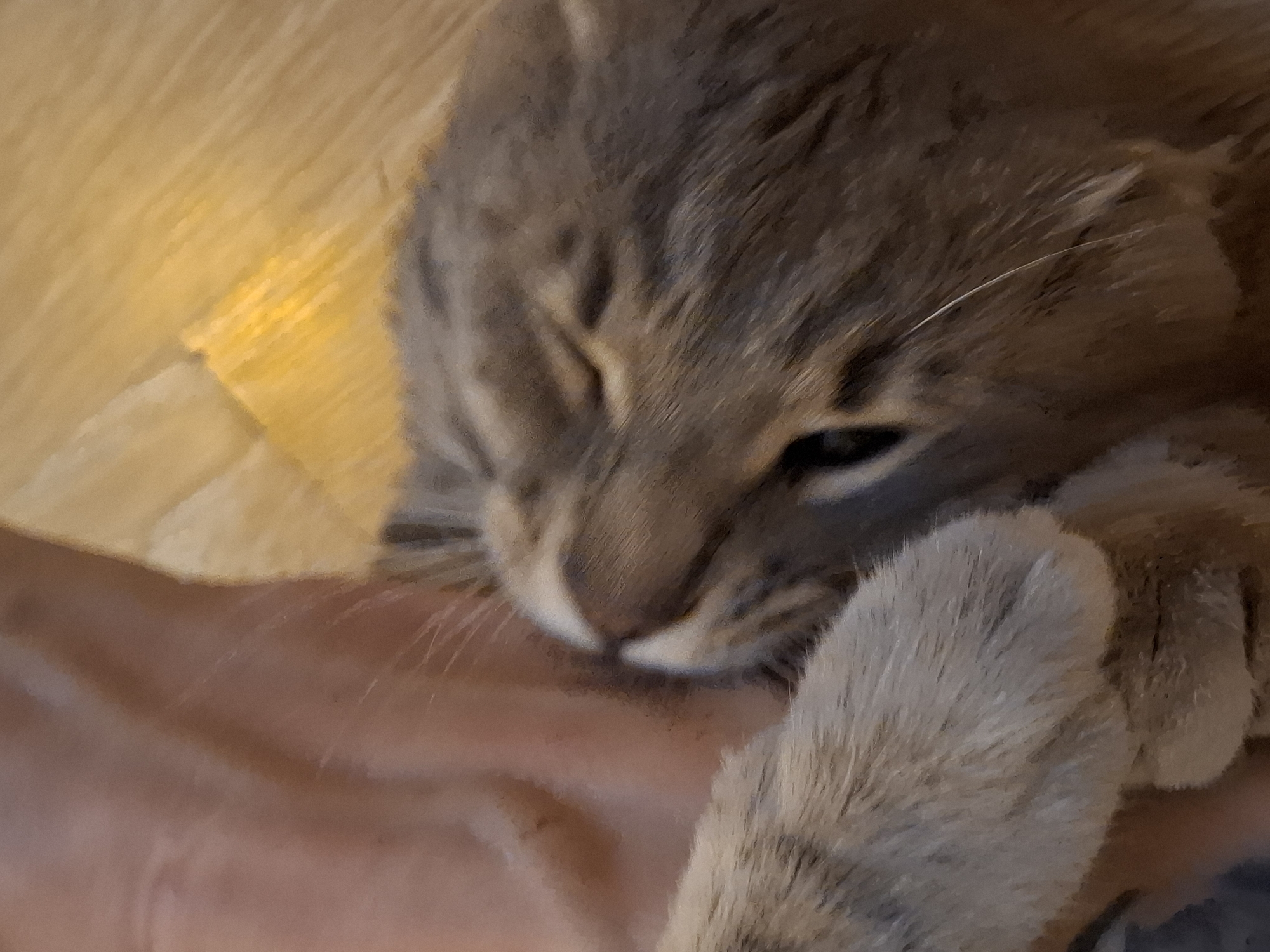 A close-up, slightly out-of-focus image shows a domestic cat resting its head on a person's shoulder. The cat's fur is primarily gray and brown tabby markings are visible, along with a white paw resting on the person's neck. The person's skin is visible, appearing light-skinned. The background consists of a warm, golden-toned wooden surface, likely a floor, with a soft, diffused light. The setting appears to be an indoor environment. There are no identifiable landmarks or contextual clues to suggest a specific location within Zemun Urban Municipality, Serbia.