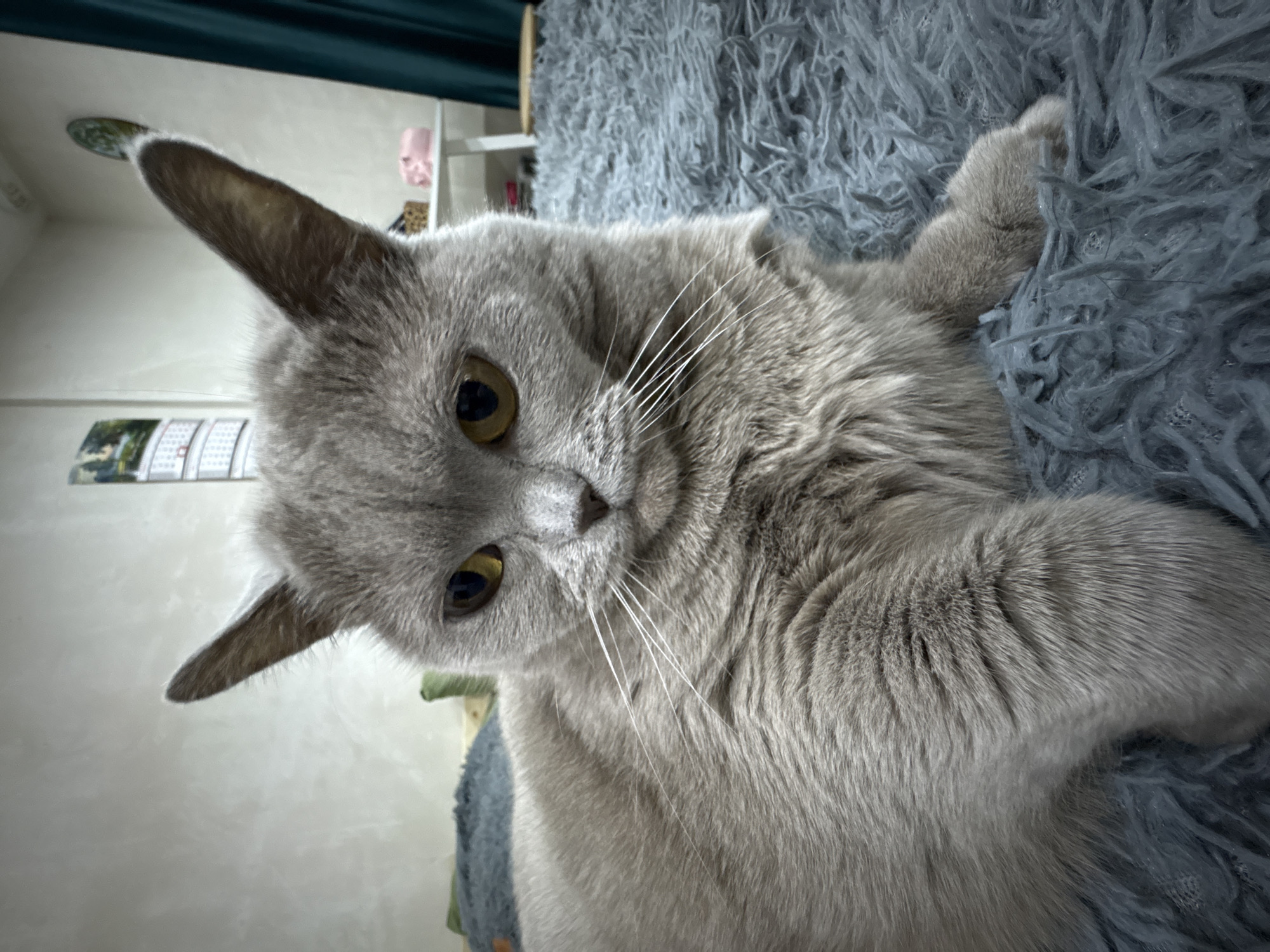 A close-up portrait shows a domestic cat, likely a British Shorthair, with short, dense grey (often called blue) fur and bright yellow-amber eyes. The cat is lying down, positioned in the foreground, and looks directly at the camera with an attentive and calm expression. Its head is slightly tilted, showcasing prominent white whiskers. One of its paws, covered in matching grey fur, rests on a plush, textured grey blanket or rug that forms the immediate background.
The scene is set indoors, within a home in Izhevsk, Russia. In the softly blurred background, elements of the room are visible. A dark teal or green curtain or piece of fabric runs along the top edge of the frame. Below it, a light-colored wall displays a rectangular object resembling a calendar or a series of small framed pictures, though no specific text is legible. Further back and to the right, a white shelf unit is partially visible, and a small, indistinct pink object, possibly a doll's head or decorative item, can be faintly seen. The lighting is soft and ambient, suggesting an indoor setting without strong natural light, making the exact time of day unclear. The overall mood is one of comfort and domestic tranquility.