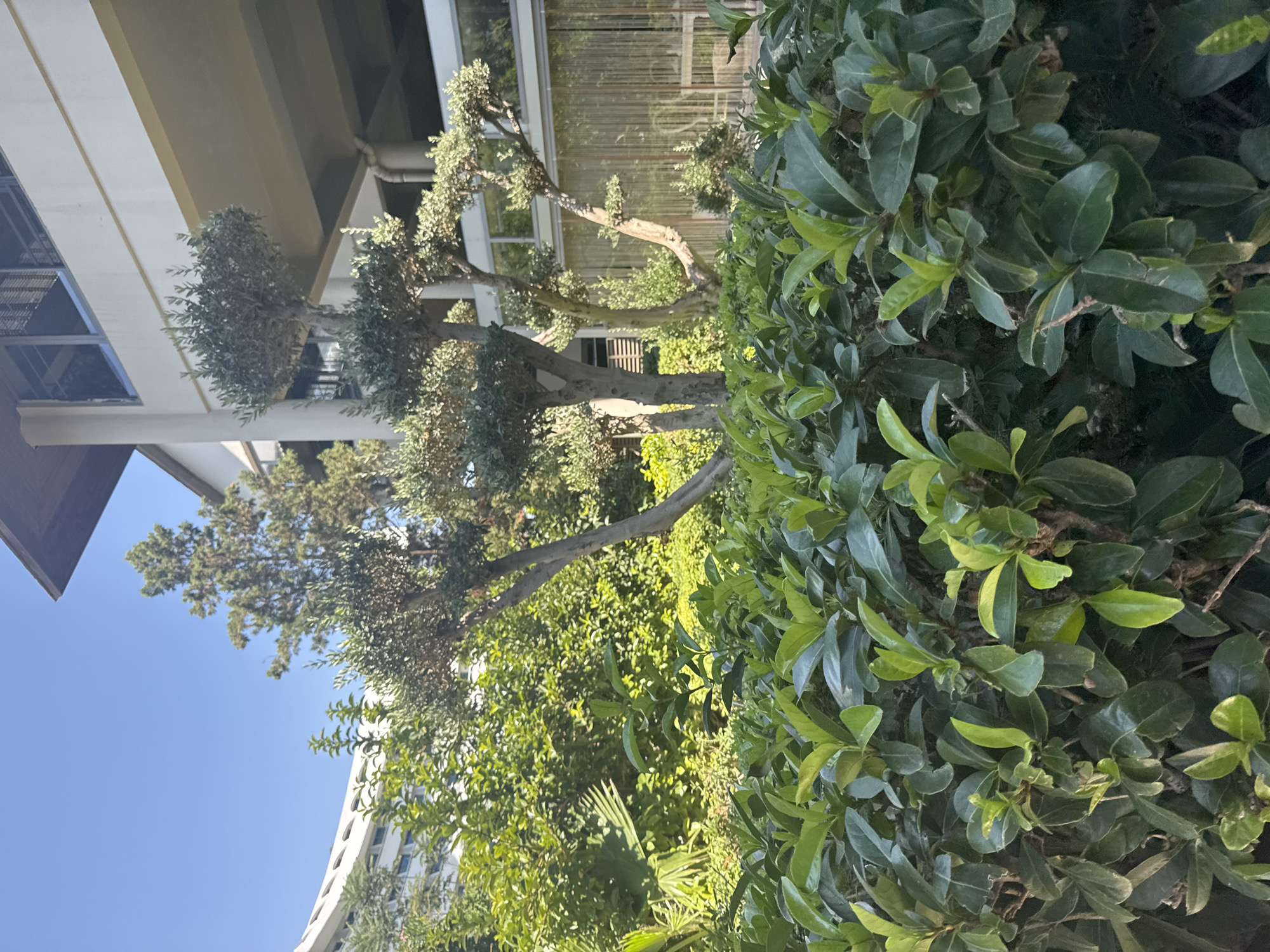 The image shows a lush green garden with a hotel building in the background. The garden features several topiaried trees, likely olive trees, with sculpted branches. In the foreground, a dense hedge of dark green leaves forms a natural barrier. The hotel building is a modern structure with multiple floors, large windows, and a light-colored facade, possibly a resort in Aksu, Turkey, given the context. The sky is clear and blue, indicating a sunny day. The scene conveys a sense of a well-maintained outdoor space within a resort or hotel complex.