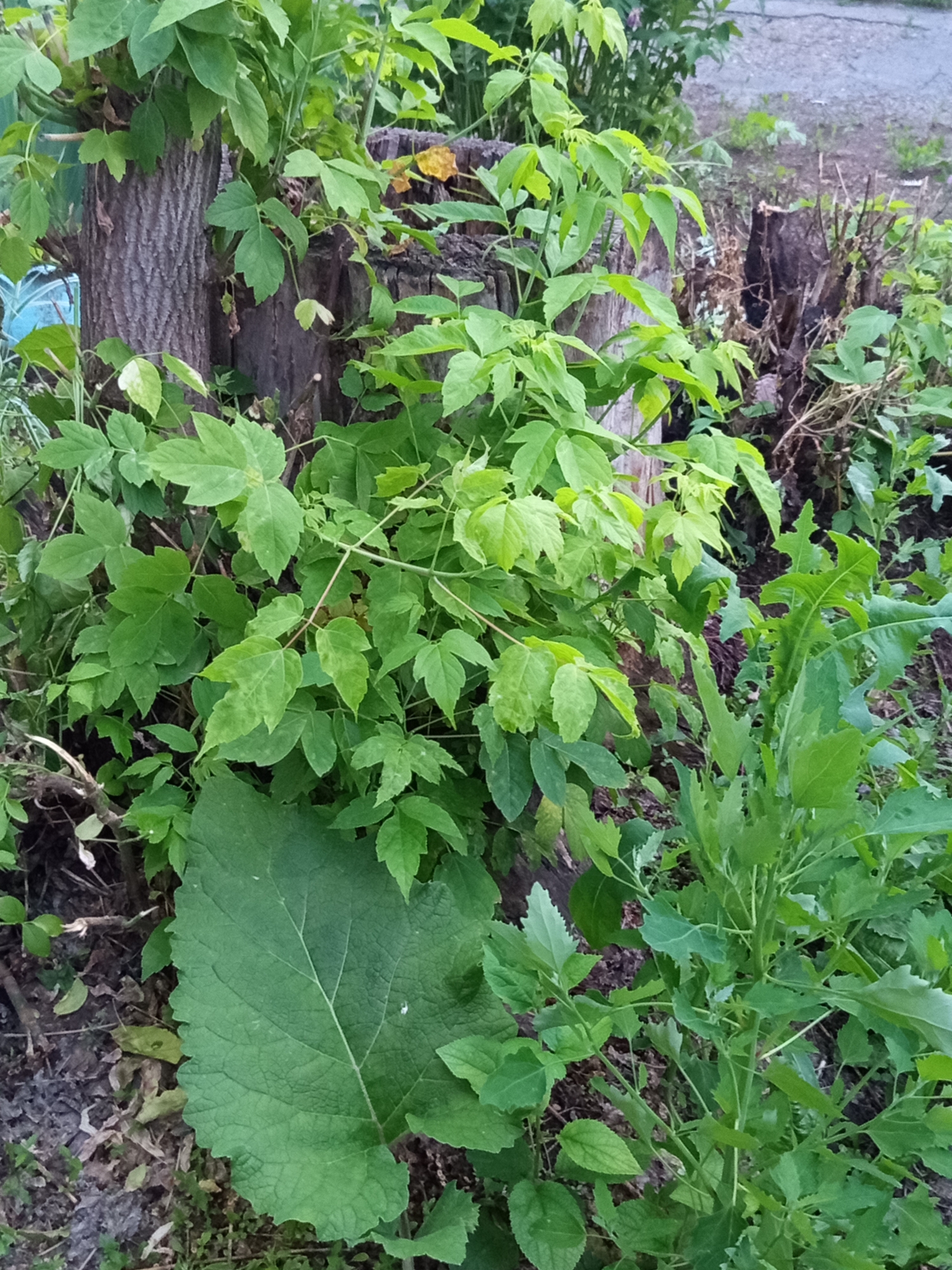 The media file displays an outdoor scene dominated by lush green foliage. The central focus is a cluster of trees, one with rough, textured bark, appearing to be either dead or significantly pruned, as it serves as a backdrop for the vibrant green leaves of a plant growing around it. Another tree stump with rough edges is visible to the right, also partially obscured by vegetation. The ground beneath is covered with dark soil, fallen leaves, and dry twigs. The foliage consists of various plants with lobed and serrated leaves, creating a dense, naturalistic setting. In the foreground, a large, heart-shaped green leaf with prominent veins stands out. To the right of the frame, another plant with lighter green, more delicate leaves grows upwards. The lighting suggests it might be daytime, possibly overcast or late afternoon, as there are no strong shadows. The overall impression is one of natural growth and a somewhat wild, unkempt garden or wooded area. There is no visible text in the image. The provided location context is Novotroitsk, Russia.
