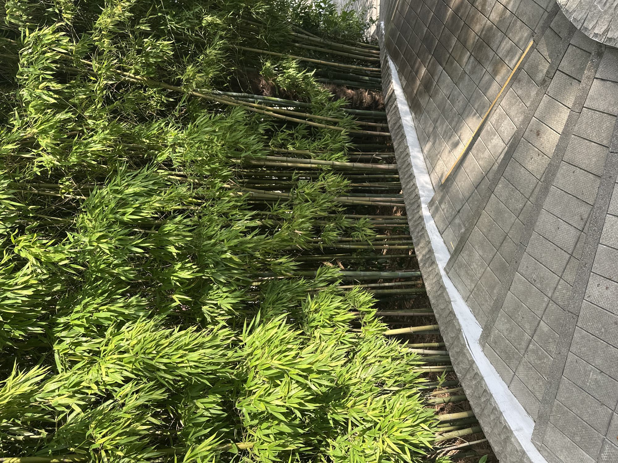 The image shows a set of outdoor stone stairs leading downwards, bordered by a dense wall of green bamboo on the left. The bamboo is lush and vibrant, with sunlight filtering through the leaves and casting shadows on the steps. The stairs themselves are made of large, rectangular stone tiles with a textured surface, and they appear to be well-maintained. A low concrete border, painted white on its top edge, separates the bamboo from the stairs. The overall scene suggests a serene and natural setting, possibly within a park or garden. The location is identified as Sochi, Russia, suggesting a temperate or subtropical climate conducive to bamboo growth. No people or animals are visible in the image.