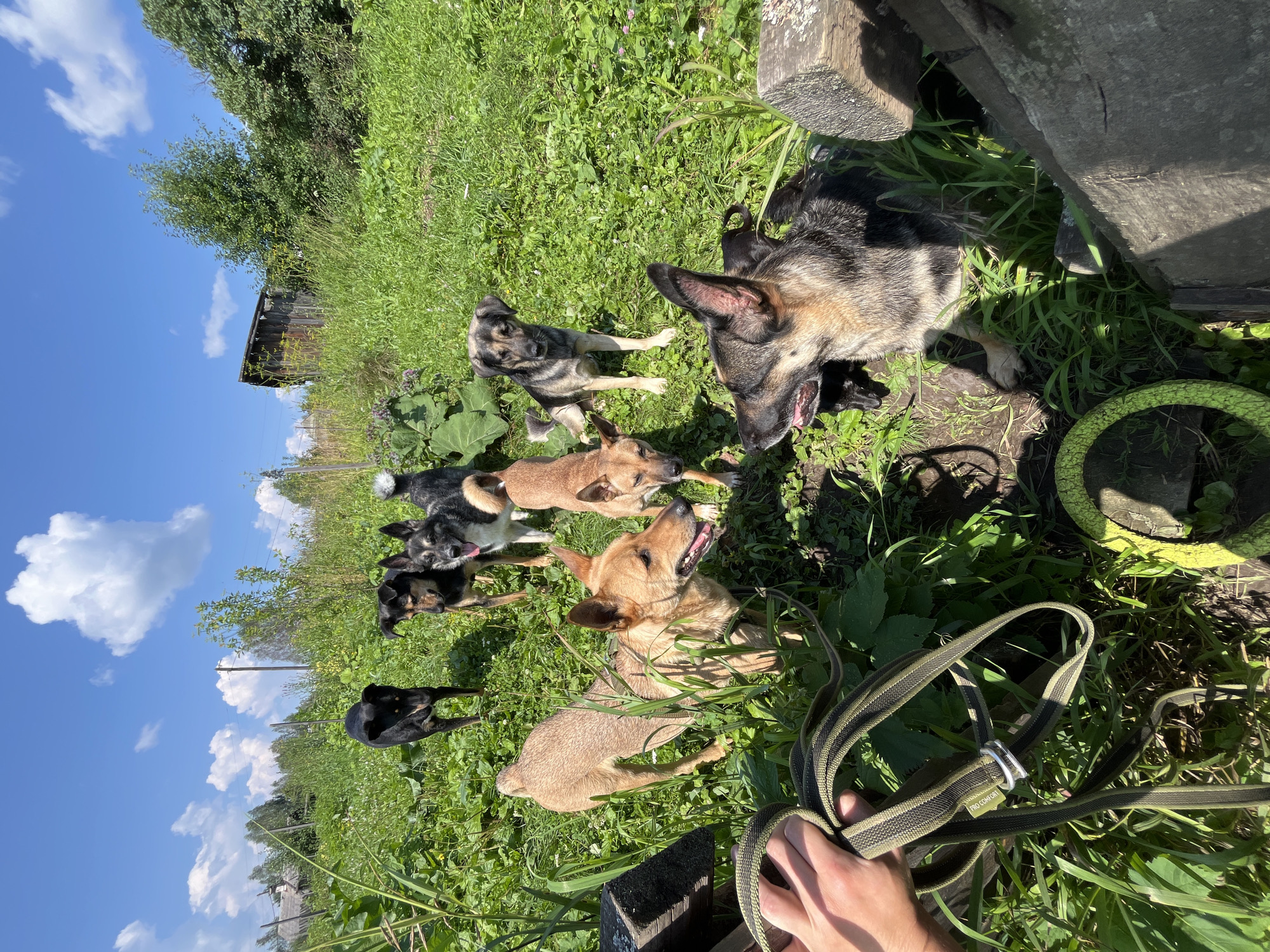 In Nizhny Tagil, Russia, on a sunny day with a bright blue sky and scattered clouds, a group of seven dogs are gathered in a grassy, overgrown area. The dogs are of various breeds and colors, including black, tan, and multi-colored German Shepherd mixes. Some dogs are standing, while others are sitting or lying down. One tan dog in the foreground is looking directly at the camera, with its mouth open and tongue out. Another German Shepherd mix in the foreground is also looking to the side with its mouth open. A person's hand is visible in the lower left corner, holding a green and black striped dog leash. In the background, there is a wooden structure, possibly a shed, and trees and vegetation line the horizon. The ground is covered in lush green grass and clover.