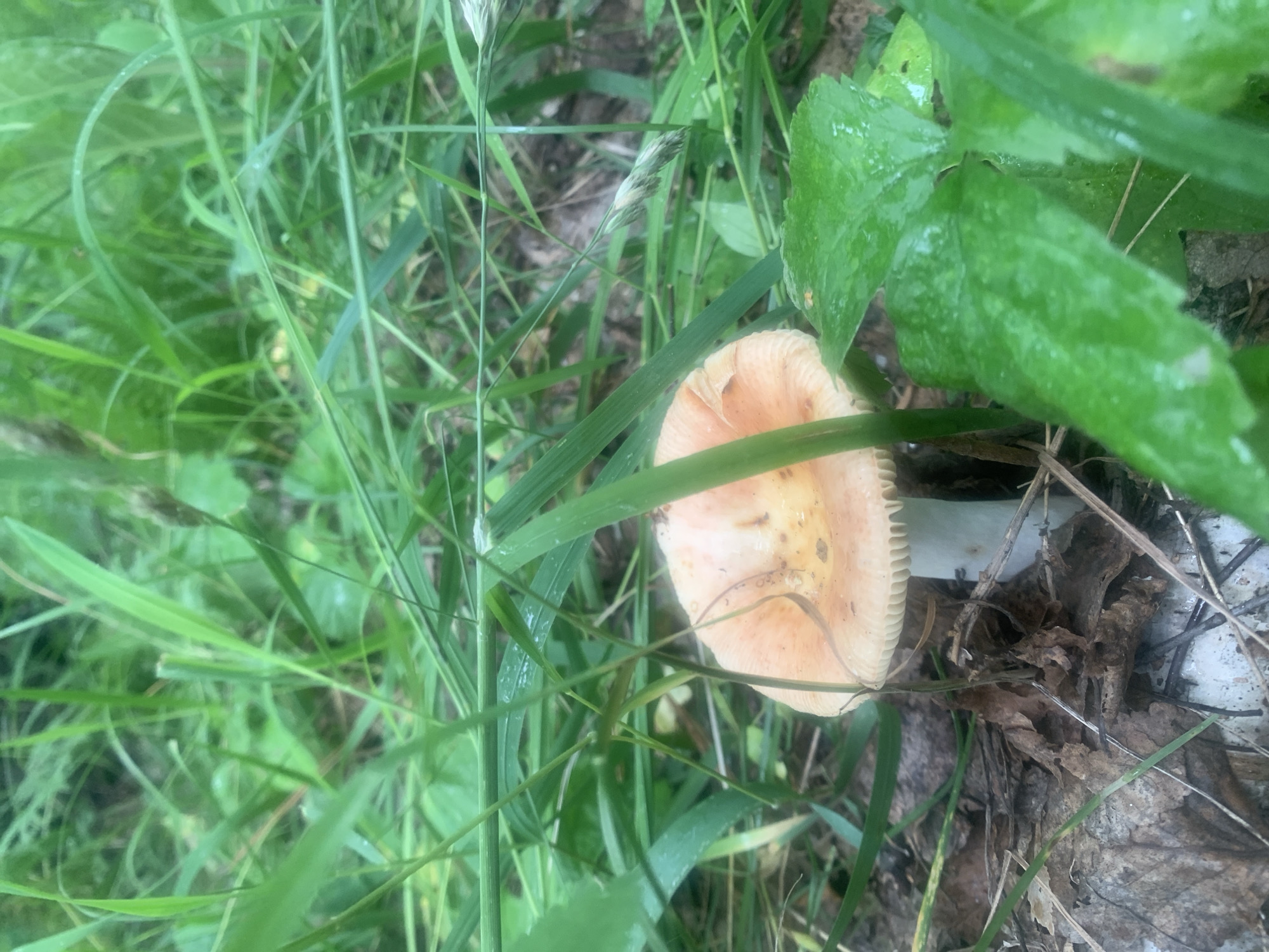 In Mar'evka, Russia, a single mushroom with a pale orange cap and a white stem stands among lush green grass and fallen brown leaves. The cap of the mushroom is slightly convex with visible gills underneath, and its surface appears moist. Dewdrops glisten on the broad, vibrant green leaves in the foreground, indicating a damp environment. The background is filled with dense, tall green grass, creating a natural and secluded setting. No individuals are present in the image.