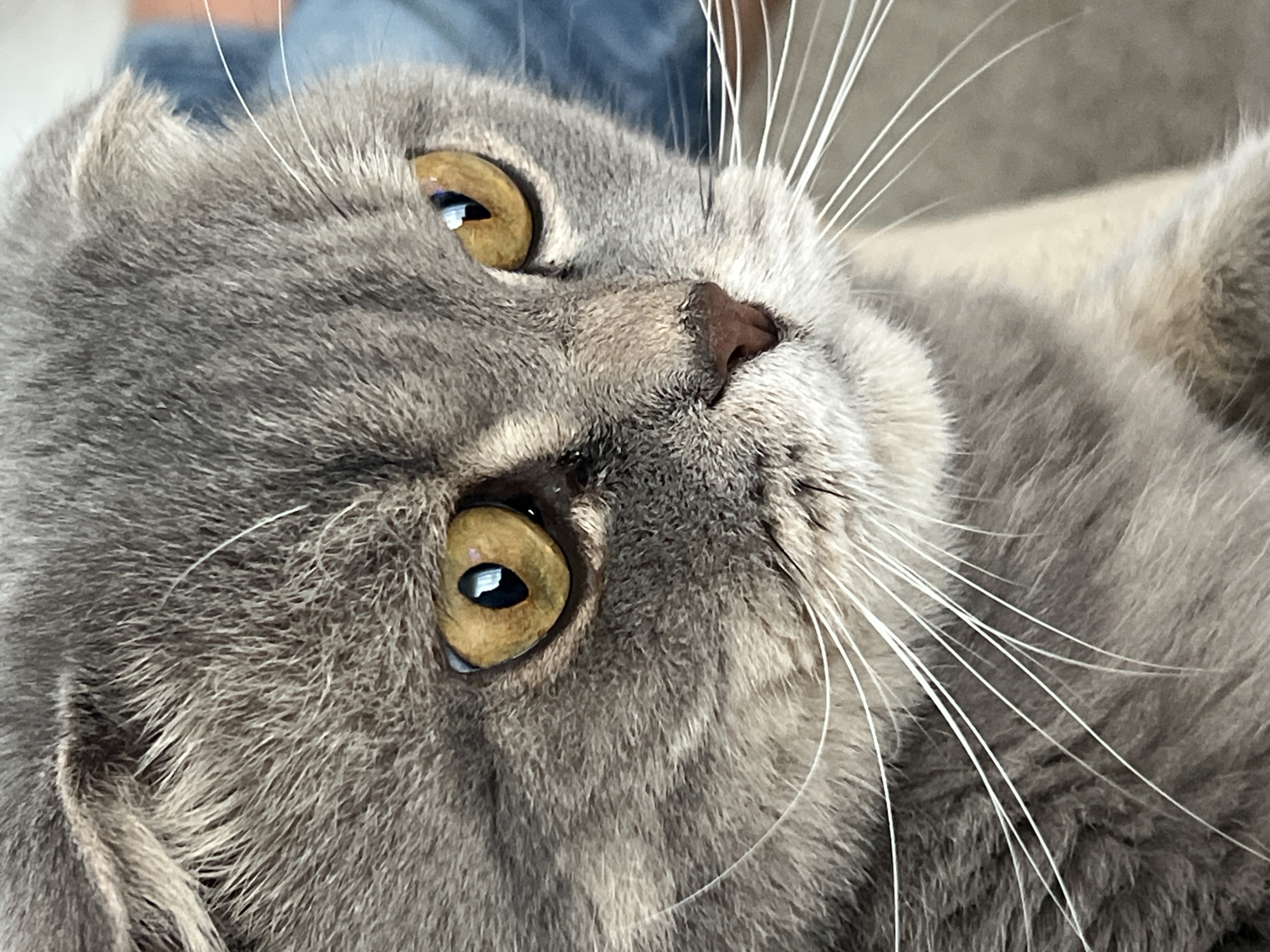 The image is a close-up, eye-level, medium shot of a Scottish Fold cat's face. The cat has grey tabby fur with darker stripes around its eyes and across its forehead. Its ears are folded forward, characteristic of the breed. The cat's eyes are large and round with golden irises and dark pupils reflecting light. Its nose is a light brown color. Long, white whiskers fan out from its muzzle. The background is softly blurred, showing hints of a blue fabric on the right and a neutral-toned surface below. There is no indication of the city of Votkinsk, Russia, or any specific location within it. The cat appears to be indoors, likely in a domestic setting.