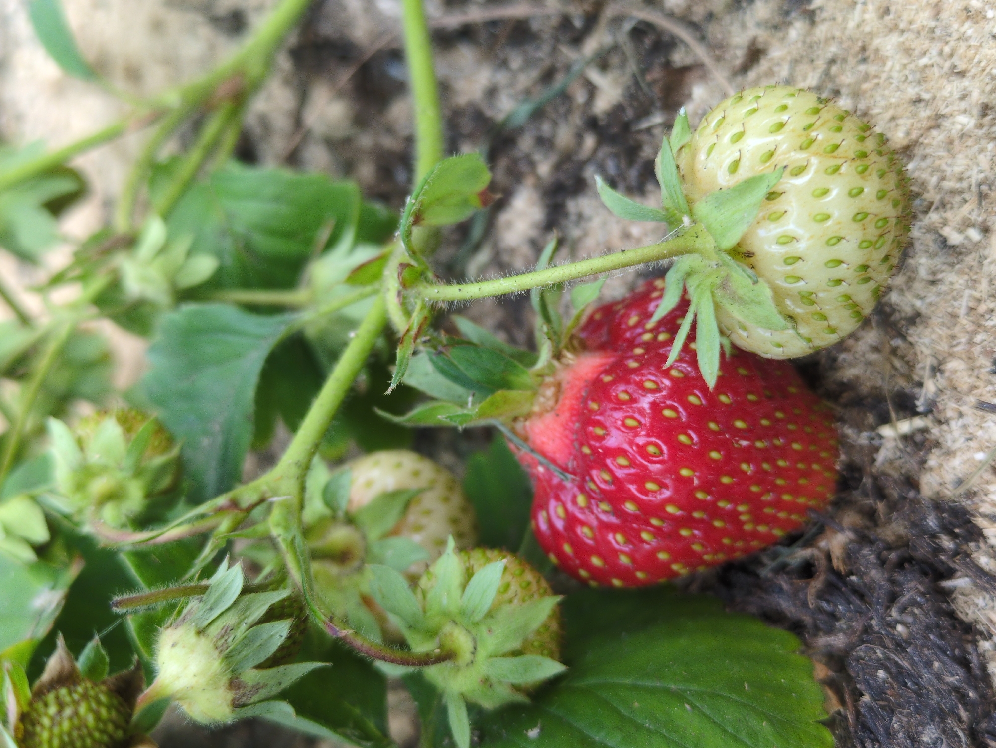 The image displays a close-up view of a strawberry plant growing in sandy soil, likely in the city of Kulebaki, Russia. The focus is on several strawberries at different stages of ripeness. In the foreground, a ripe, bright red strawberry is clearly visible, its surface dotted with yellow seeds. To its right, a green, unripe strawberry is also in focus, with its seeds still developing. Several other green strawberries and parts of the plant's foliage are scattered throughout the image, some in sharp focus and others blurred. The background consists of the sandy soil and some dark organic matter, suggesting a garden or natural setting. No people or animals are present in the image.