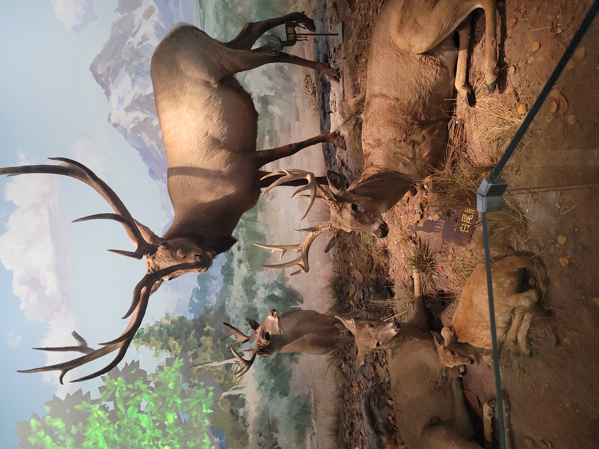 This is a diorama display of several taxidermied deer in an indoor exhibition. The background depicts a painted landscape of mountains, trees, and sky. In the foreground, there are at least four deer of varying sizes and ages. The largest deer, an adult male with large antlers, stands prominently in the center, facing slightly to the right. To its left and slightly behind, another deer stands, facing left. In the lower left and center, two younger deer are lying down. One is a fawn with spotted fur. A small signpost with Chinese characters is visible near the feet of the large standing deer. The display is protected by a glass barrier in the foreground. The setting appears to be a museum in Qingyang District, China, likely exhibiting local wildlife.