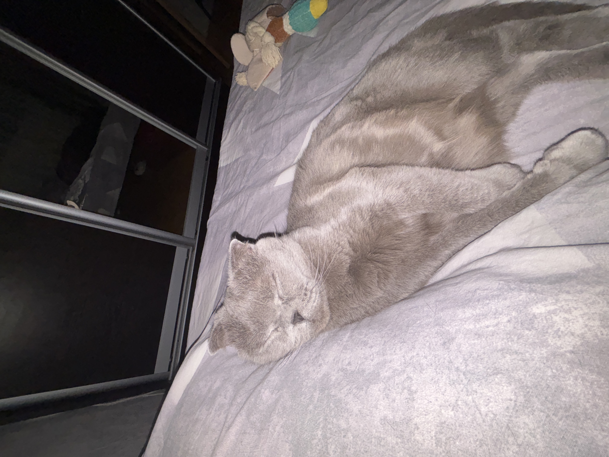 A gray cat sleeps on a gray bed next to a window with black frames. A toy duck is on the bed next to the cat. The location is Марковский, Russia.