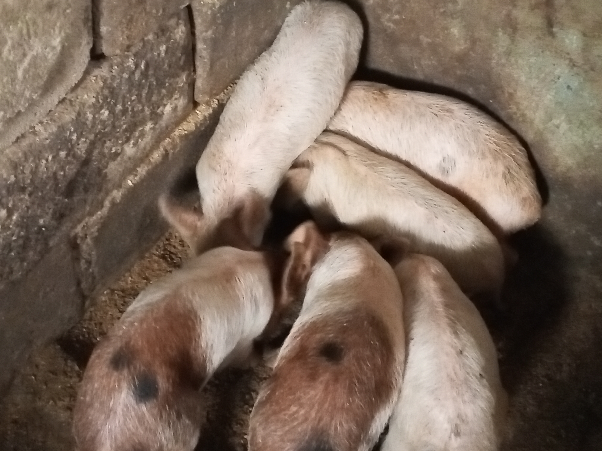 A group of piglets huddle together in a pen. The piglets are a mix of light pink and brown with dark spots. The pen is made of stone blocks. The location is Jos, Nigeria.