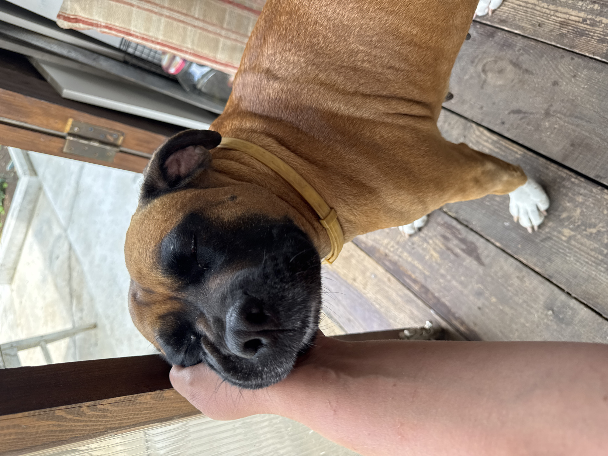 A brown boxer dog with its eyes closed is being petted by a person's hand on its face. The dog is wearing a yellow collar and is standing on a wooden deck. In the background, there is a wooden door and some outdoor scenery. The scene is likely in a residential area. The image was captured in Chaikovsky, Russia.