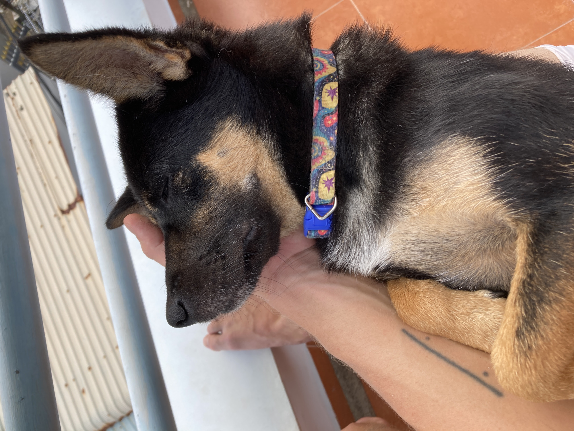 A medium-sized, black and tan dog is sleeping in a person's arms. The dog is wearing a colorful collar with a blue buckle. The person's arm has a linear tattoo with small dots. The photo was taken outside, with a white railing and orange tile visible in the background. The location is Mũi Né, Vietnam.