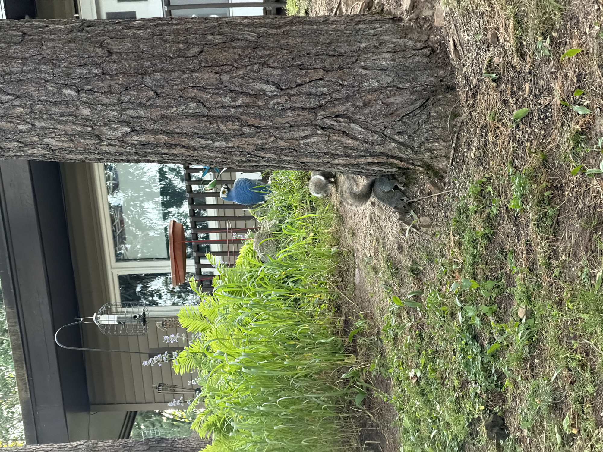 The image depicts an outdoor residential scene in Lake Delton, United States of America. A large tree with textured bark occupies the right side of the foreground. At its base, a grey squirrel is observed on the ground, and a smaller, lighter-furred animal, consistent with a juvenile squirrel or chipmunk, is positioned slightly behind it. The ground cover consists of exposed soil, sparse grass, and organic debris. To the left of the prominent tree, a dense bed of green foliage, including ferns and tall grass-like plants, fills the midground. Purple flowering plants are interspersed within this greenery. A blue bird-shaped garden ornament stands among the plants, adjacent to a partial view of a terracotta bird bath. A caged bird feeder, suspended from a black metal hook, hangs in front of a light-colored house visible in the background. A bird is present inside the feeder. The house features large windows and a dark roofline, with a wooden railing partially visible. Another tree trunk is present on the far left. The scene is illuminated by dappled light.