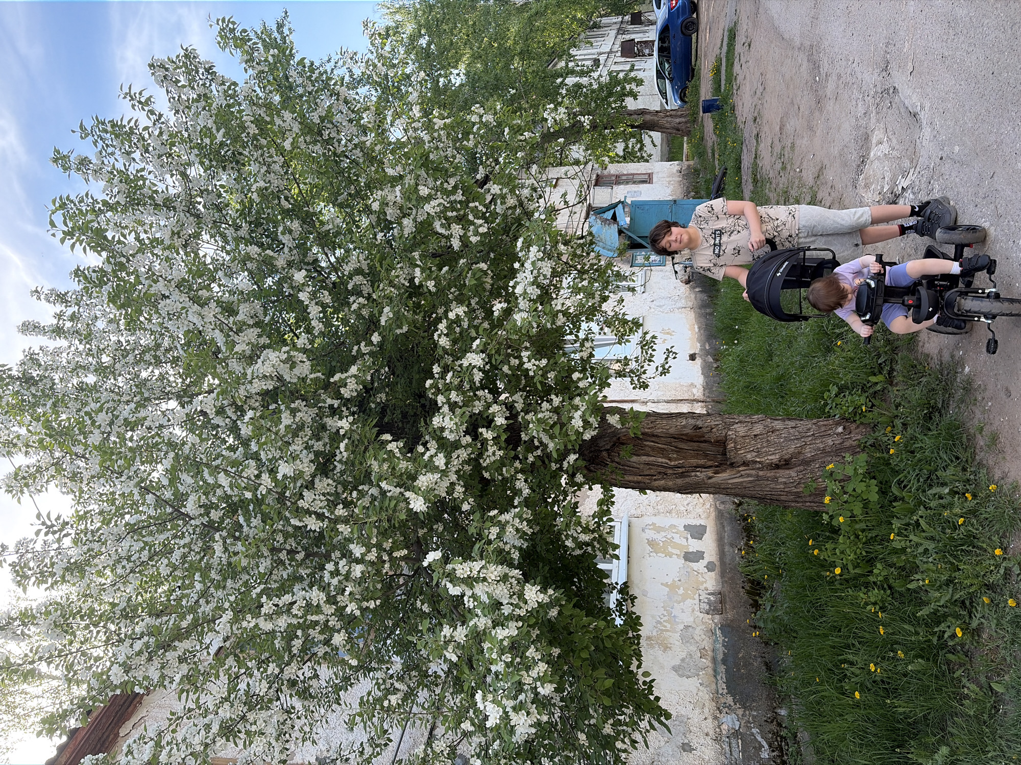 A daytime shot in Chaikovsky, Russia, depicts a large tree in full bloom with white flowers positioned prominently on the left side of the frame. Adjacent to the tree, a building with peeling white paint and blue accents is visible. A teenager in a patterned shirt and shorts is standing near the building. A younger child is riding a tricycle. The ground is a mix of dirt, pavement, and green grass interspersed with small yellow flowers. In the background, another tree and a blue car are present. The sky above is pale blue with light clouds.