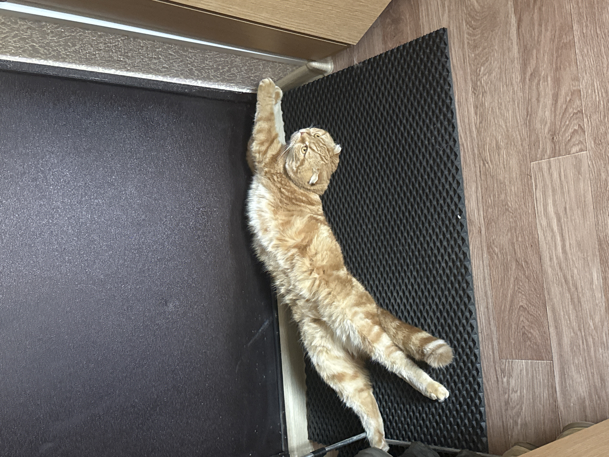 An orange tabby cat is stretched out on a black textured mat in front of a dark surface, possibly a door. The cat's body is elongated, with its front paws extended forward and its hind legs splayed out. Its head is turned to the side, exposing its face and ears. The mat is placed on a wooden floor. The scene appears to be indoors, in a domestic setting. There is no specific indication of the location within the city of Новинки, Russia.