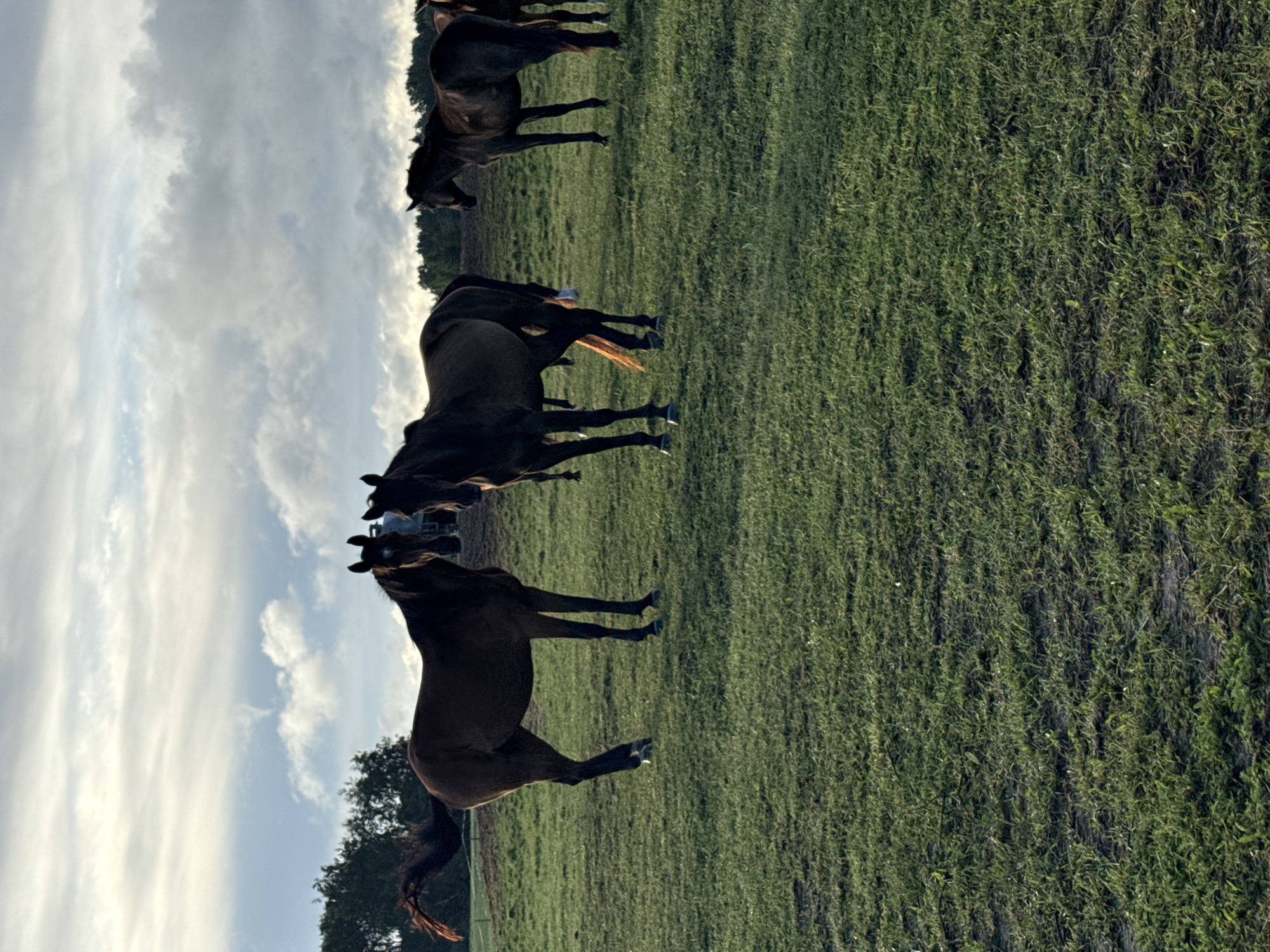 The image depicts a group of horses in a grassy field. The horses are of various dark brown or bay colors. One horse on the left has its tail dramatically raised, appearing windswept. Two horses stand close together in the center, facing towards the left side of the frame. Another horse is visible further to the right, also facing left, with a partially obscured horse behind it. The background consists of a tree line and a sky with scattered clouds. The location is identified as Galinė, Lithuania. The scene appears to be an outdoor, natural environment.