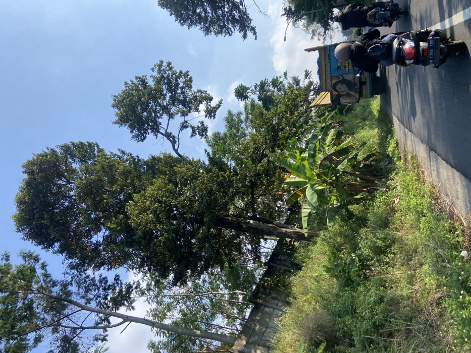 The image depicts a daytime scene on an asphalt road in Sukoreno, Indonesia. The environment features dense tropical vegetation, including tall trees with dark green foliage and prominent banana plants, along the left side of the road. A concrete retaining wall is partially visible through the vegetation on the upper left. The sky is clear blue with minimal scattered white clouds.
Two individuals are operating motorcycles on the road, traveling away from the viewer. The foremost motorcycle is a black scooter, license plate W 2366 TDR, ridden by an individual wearing a dark jacket, blue jeans, a light-colored helmet, and a black backpack. Directly behind and to the right, a second individual on a dark motorcycle, possibly a sport-style model, is also wearing a dark helmet and jacket. Both riders are moving in the same direction.
Ahead of the motorcycles, a large, light-colored truck, likely a dump or flatbed truck, is also moving away. The rear of the truck bed is covered, and a large advertisement featuring a woman's face and Indonesian text (partially visible as "PULUHAN JUTA") is displayed. A street light pole is faintly visible on the far right of the frame, partially obscured by trees. The road appears to be a two-lane thoroughfare, possibly curving gently.