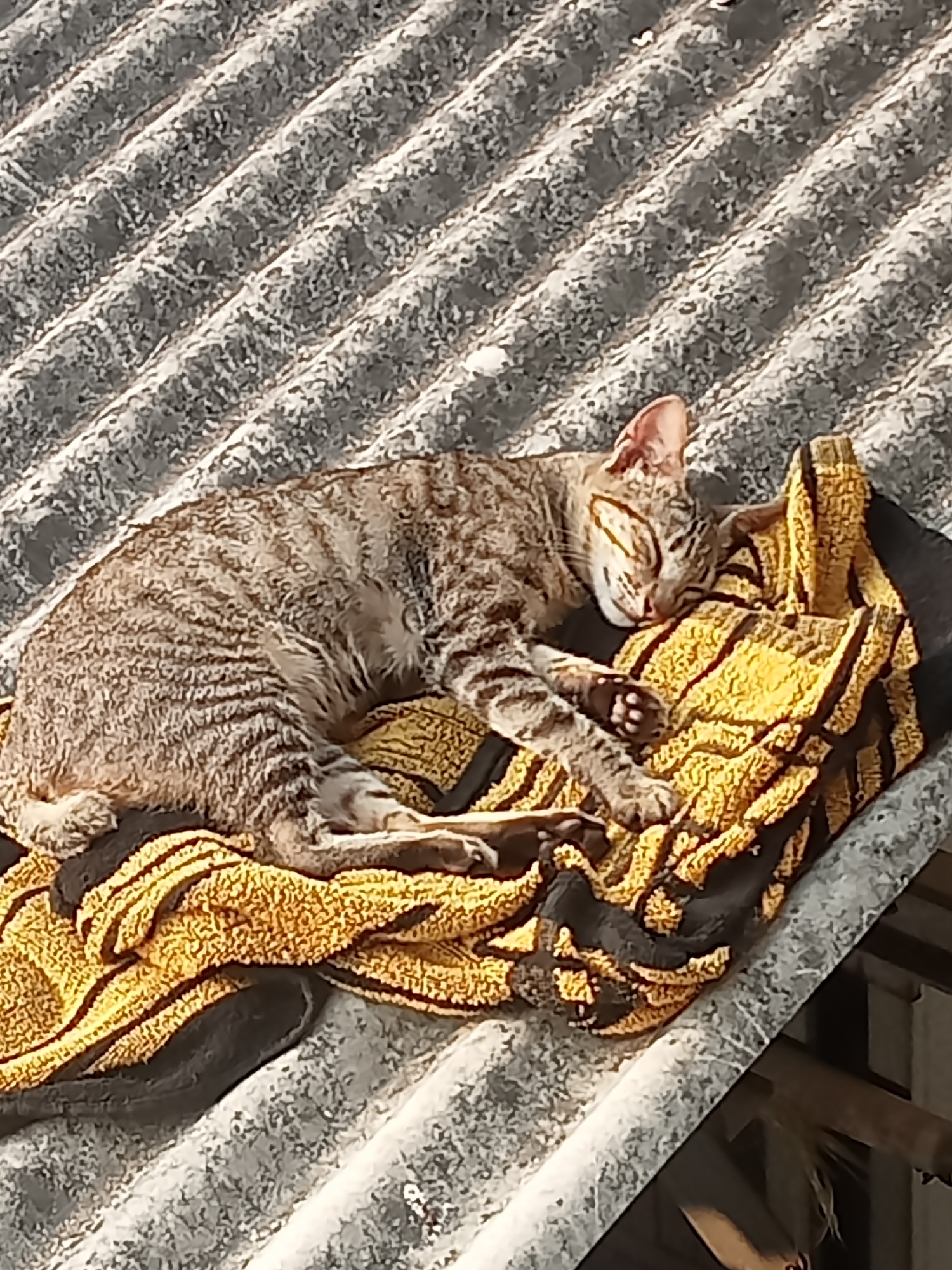 A tabby cat sleeps on a yellow and black striped towel, which is placed on a corrugated metal roof. The cat is curled up with its eyes closed, and its fur is striped with shades of brown and gray. The towel is folded and bunched up beneath the cat, providing a comfortable surface. The roof is weathered and appears to be outdoors.