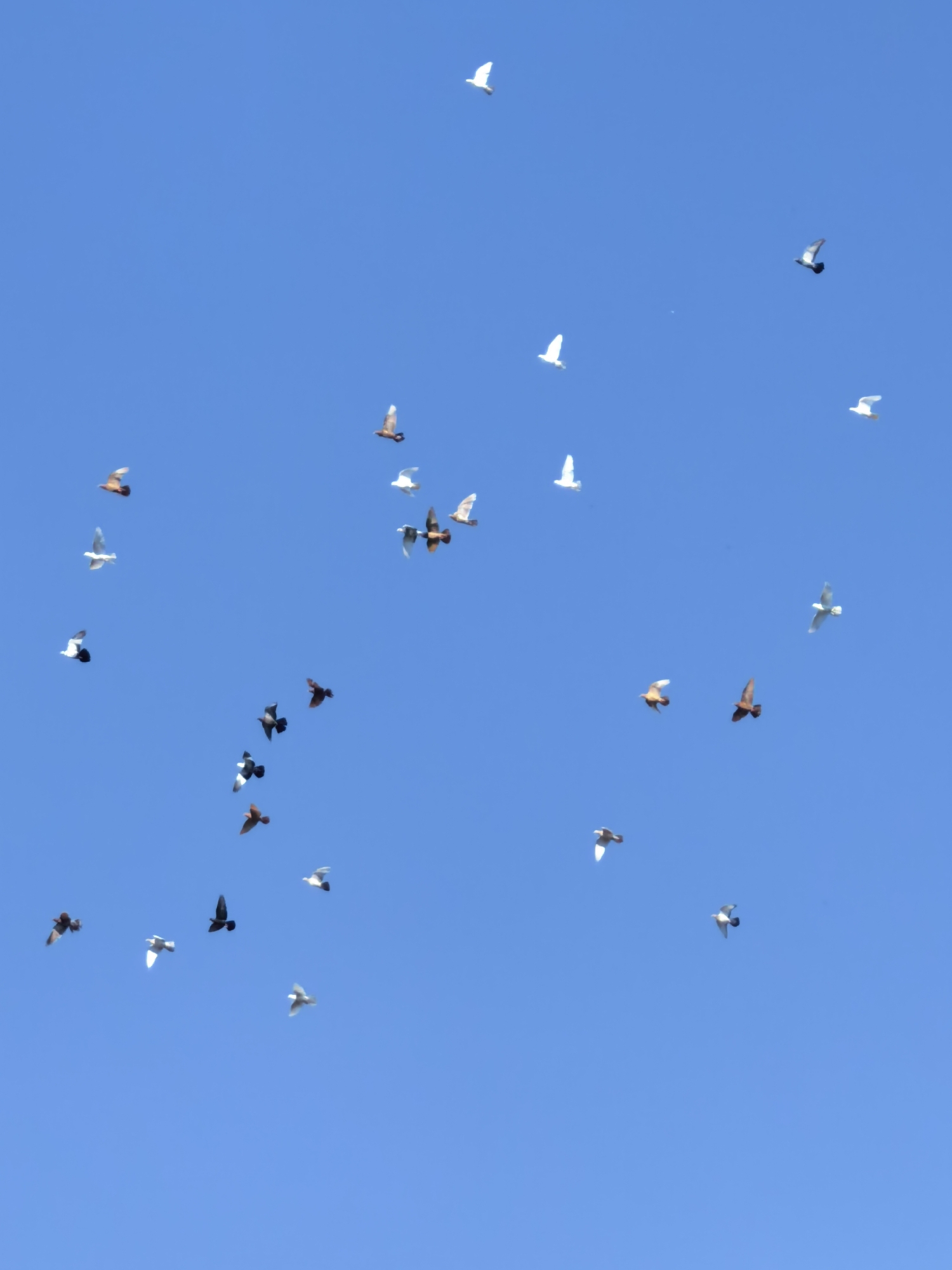 A flock of pigeons is captured in flight against a clear, bright blue sky. The pigeons are varied in color, with some appearing white, others gray, and some a reddish-brown. They are scattered across the frame, with some flying individually and others in small groups, their wings outstretched as they navigate the open air. The overall impression is one of freedom and movement in a vast, unadorned sky. There is no indication of any specific location in the city of Sterlitamak, Russia, or any human presence in this image.