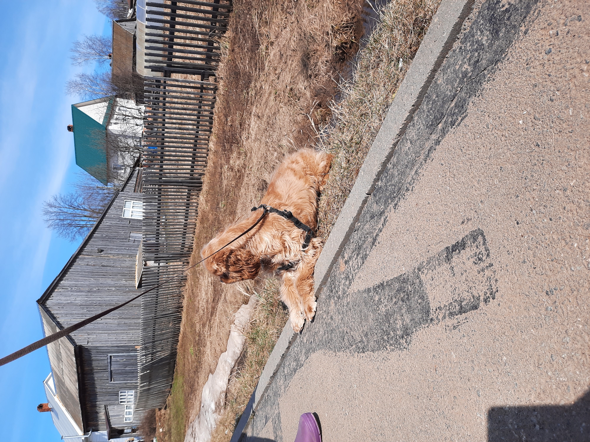 A Cocker Spaniel wearing a black harness and leash is standing on a grassy area next to a sidewalk. The sidewalk has a worn black marking. Beyond the grass, there is a wooden fence and several buildings. One building has gray siding, and another has white siding with a green roof. Bare trees are visible. The sky is blue with a few wisps of clouds. A small purple object is visible at the bottom of the image, presumably a shoe. The location is in the city of Krasnogorskoye, Russia.