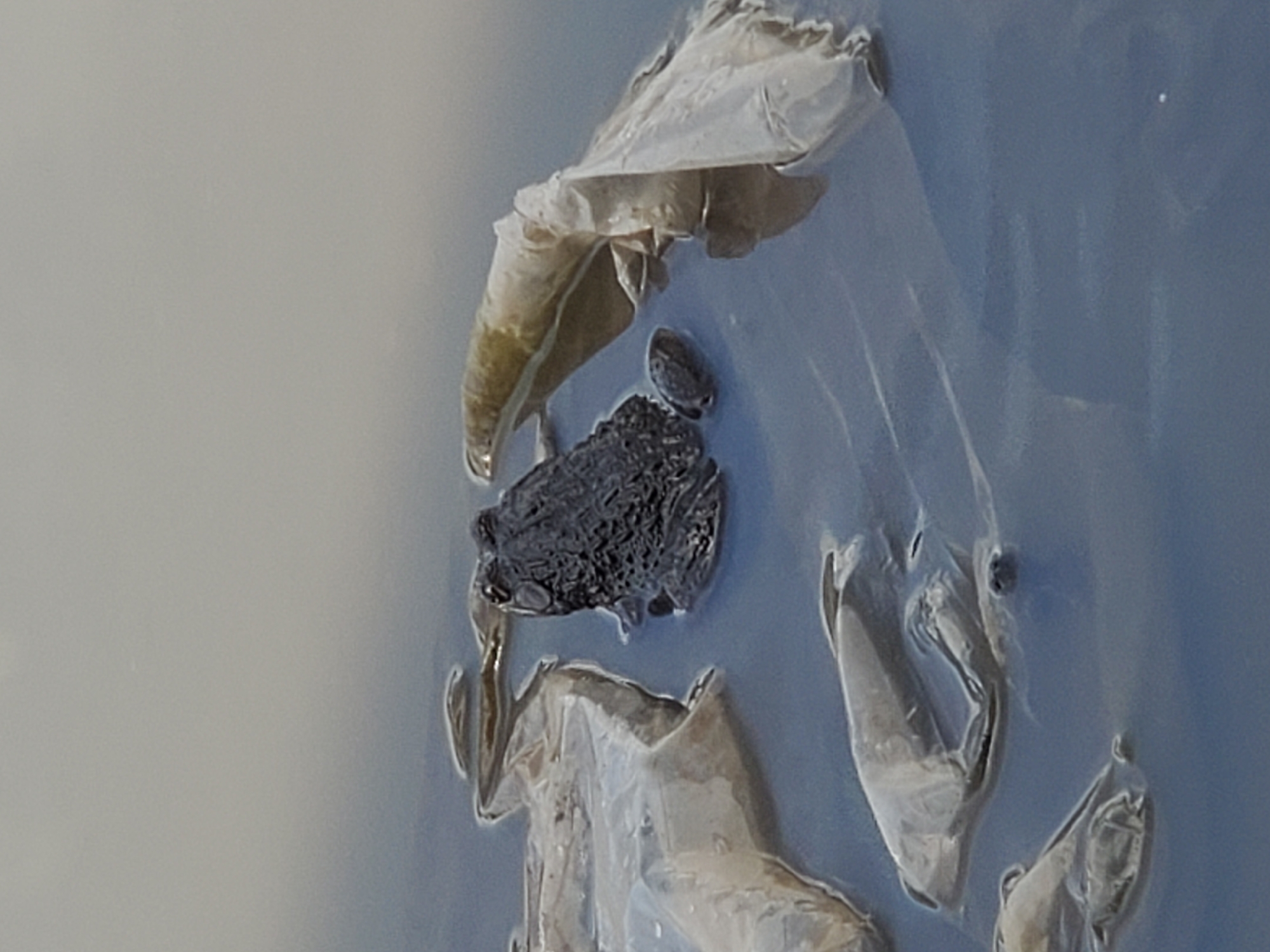 A dead frog is partially submerged in a light blue liquid, likely water. The frog is black in color and textured. Several pieces of what appear to be discarded plastic bags float around the frog. The background appears to be a flat, light gray surface. This image depicts a small pond in Fegge, Nigeria, contaminated with plastic waste.
