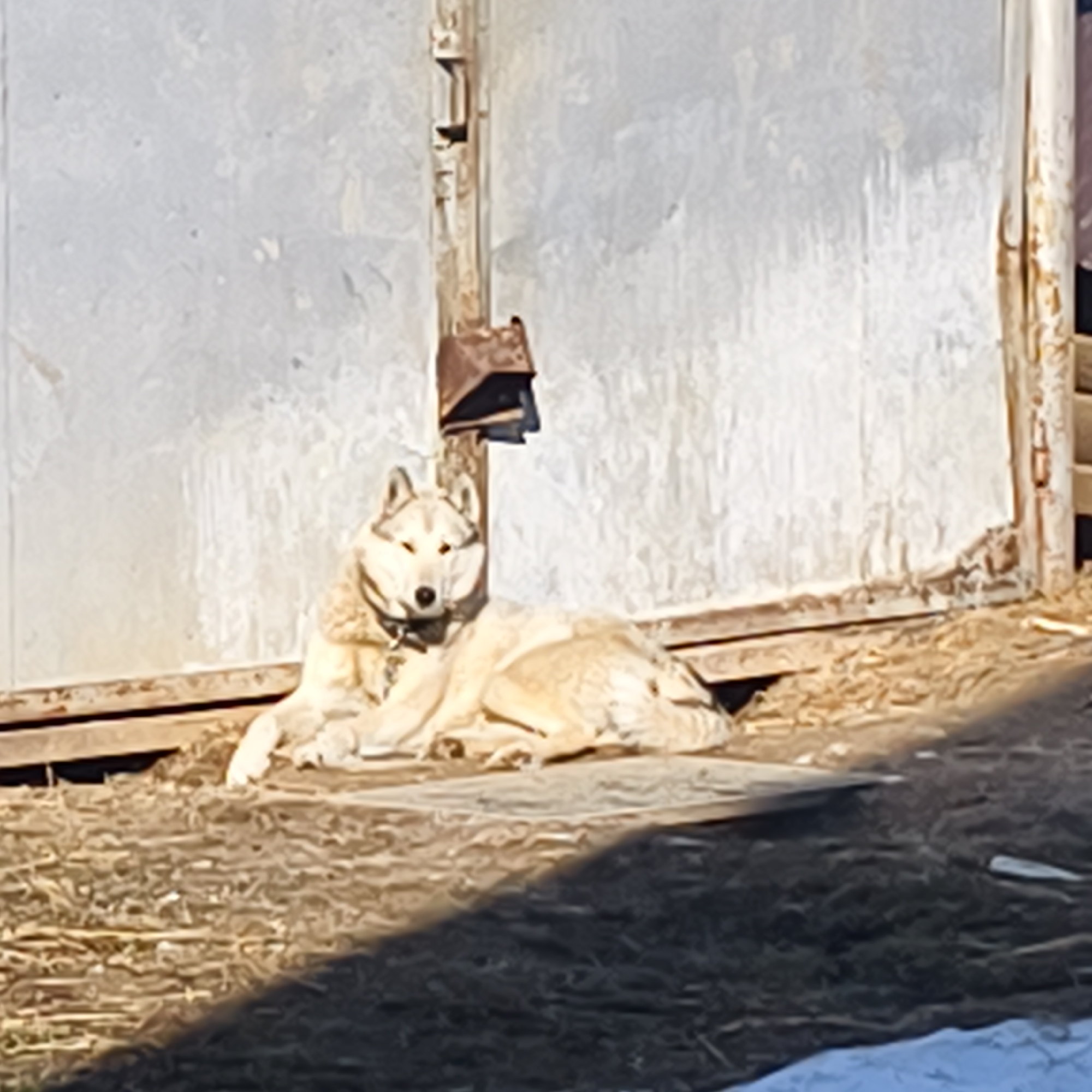 A husky dog lies in front of a corrugated metal building in Фоки, Russia. The dog is light-colored with a dark collar. There is a metal post and a small metal structure attached to the building next to the dog. The ground is covered in dried vegetation and the edge of a snow patch is visible in the foreground. The scene is well-lit, with a stark contrast of light and shadow.