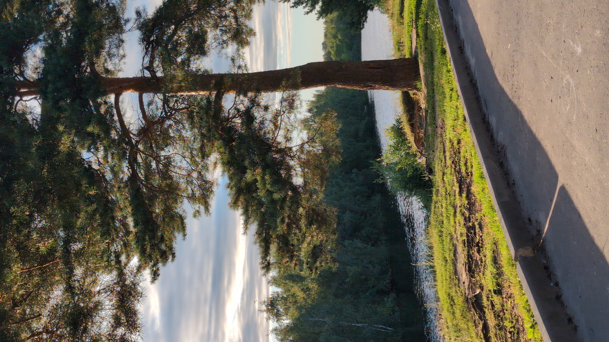 The image depicts a natural scene with a large pine tree prominently featured in the foreground on the right side. The tree has a thick, textured trunk and a wide canopy of dark green needles that cast shadows. Its branches extend across the upper portion of the frame.
To the left of the tree, a body of water, likely a river or canal, stretches into the distance. The water's surface is textured with ripples, reflecting the soft light. Along the far bank of the water, a dense line of trees forms a dark green border, with some lighter colored trees interspersed, possibly birch. The sky above is partly cloudy with soft grey and white clouds, illuminated by what appears to be late afternoon or early morning sunlight, casting a warm glow on the scene.
In the immediate foreground, a paved surface, possibly a road or pathway, occupies the bottom right of the frame. A concrete curb separates this paved area from a grassy verge. The grass is a vibrant green, with patches of exposed earth and some dry vegetation. The overall impression is one of a tranquil natural setting on the outskirts of an urban area. The provided context suggests this location is in Nizhny Novgorod, Russia.