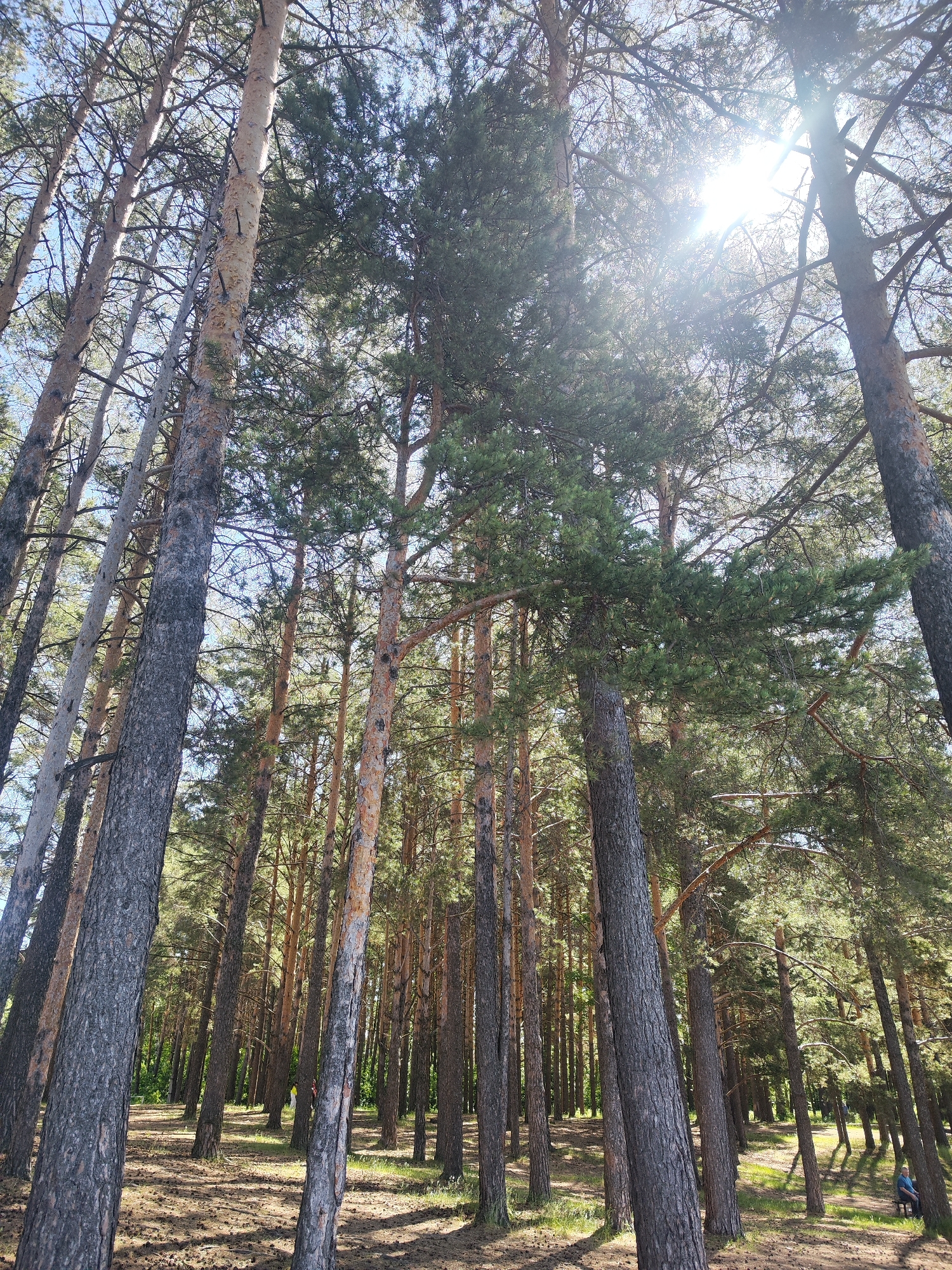 A low-angle, wide shot captures a dense forest of tall pine trees in Chaikovsky, Russia. The sun shines brightly through the canopy, creating lens flare and dappled light on the forest floor. The ground is covered with pine needles and cones. In the distance, two people are visible; one wearing a yellow shirt and another sitting on a bench. The trees are of varying heights and thicknesses, with rough bark. The sky is a clear blue.
