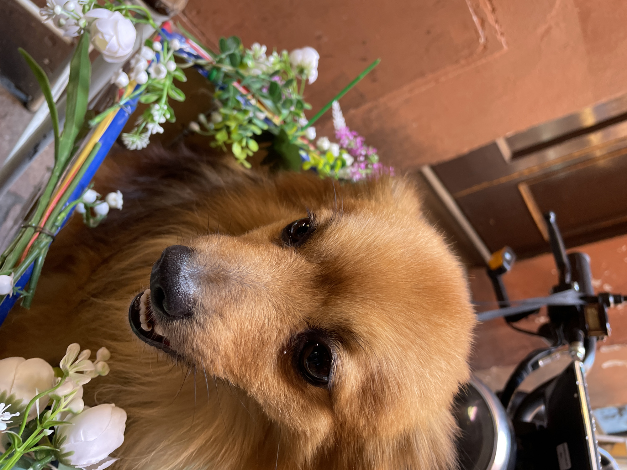 A close-up, tilted shot features a golden retriever dog. The dog is positioned in the lower left, looking upwards with a slight smile, revealing some of its teeth. The dog is adorned with artificial flowers arranged around its head. In the background, a small section of a motorcycle is visible on the right side. Above the dog, a portion of a terracotta-colored ceiling is visible. The image was captured in Bologna, Italy.