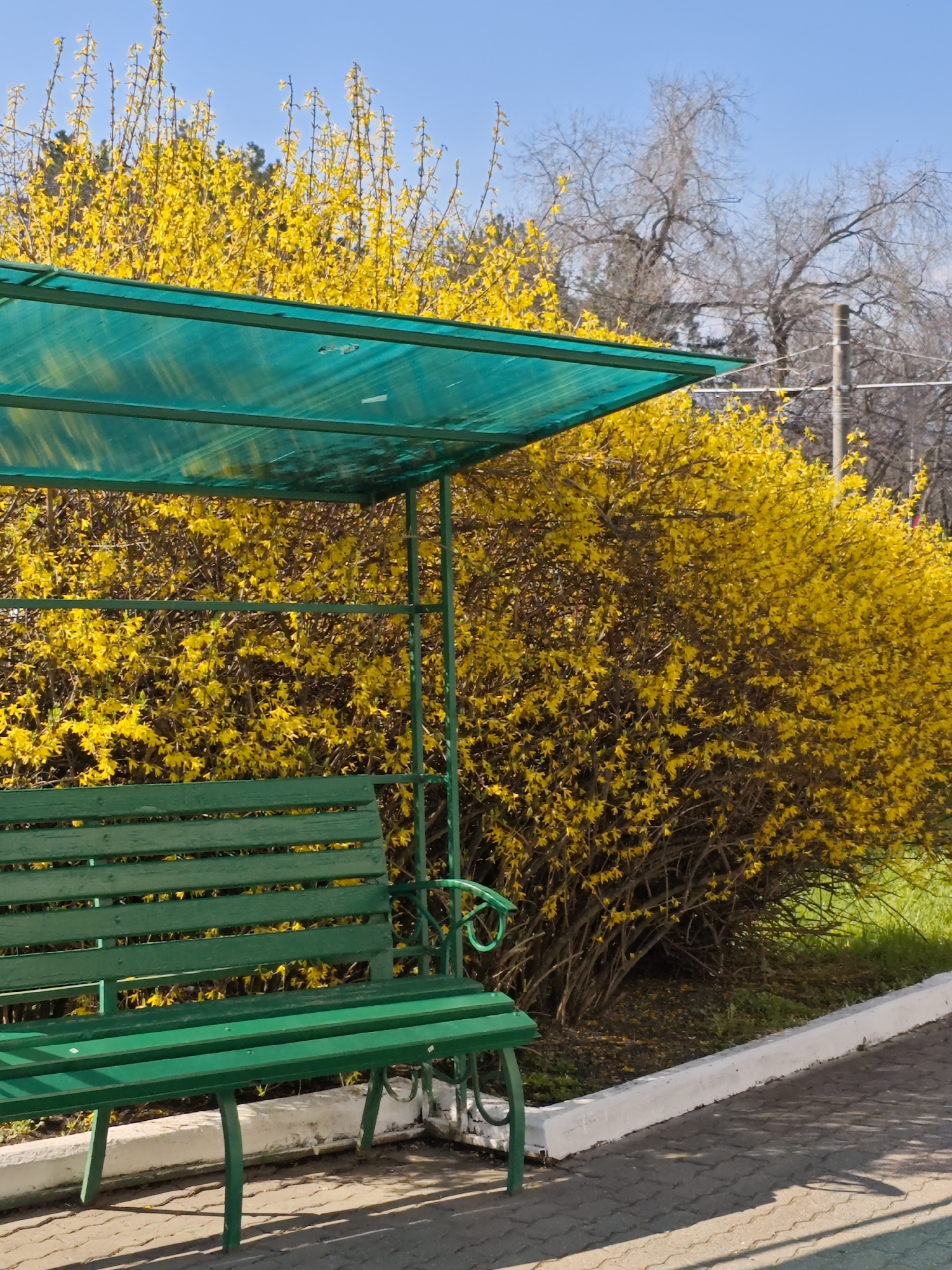 This image presents a vibrant outdoor scene in what appears to be a park or public area in Pyatigorsk, Russia, characterized by the striking contrast of green and yellow. In the foreground, a sturdy green park bench with a slatted wooden seat and backrest is positioned beneath a matching translucent green shelter or canopy, offering shade. The bench's metal frame is also painted green, and it rests on a paved pathway made of interlocking stones.
Immediately behind the bench and shelter is a large, dense bush bursting with bright yellow flowers, likely Forsythia, indicating the early spring season. The bush covers a significant portion of the midground, its numerous blossoms creating a vivid focal point. Above the flowering bush, a clear, bright blue sky dominates the upper part of the frame. In the background, beyond the yellow shrubbery, several deciduous trees with intricate, bare branches are visible against the sky, confirming that other foliage has yet to emerge for spring. A utility pole or similar vertical structure can be seen on the far right.
The ground area around the bench features patterned paving stones, which transition to a white concrete curb. Beyond the curb, a strip of green grass borders the base of the yellow flowering bush. Strong shadows are cast across the paved ground by the bench and shelter, suggesting bright, direct sunlight, indicative of midday or early afternoon on a clear, sunny day. No people are present in the image, and there is no visible text. The scene evokes a sense of peaceful natural beauty and the freshness of springtime.
