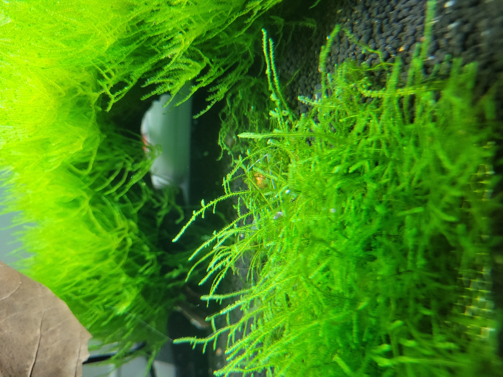 The image is a close-up, underwater photograph of a freshwater aquarium filled with vibrant green aquatic plants, likely mosses. The plants are dense and appear healthy, creating a lush, naturalistic environment. In the center of the image, a small, orange object, possibly a shrimp or snail, is visible amongst the foliage. The substrate at the bottom of the aquarium is composed of dark, granular material. The lighting highlights the texture and intricate details of the plant life. The background is out of focus, showing a blurred green and white environment, suggesting more aquatic plants or aquarium equipment. There is no indication of the city of Gävle, Sweden, or any specific location within it in this image.