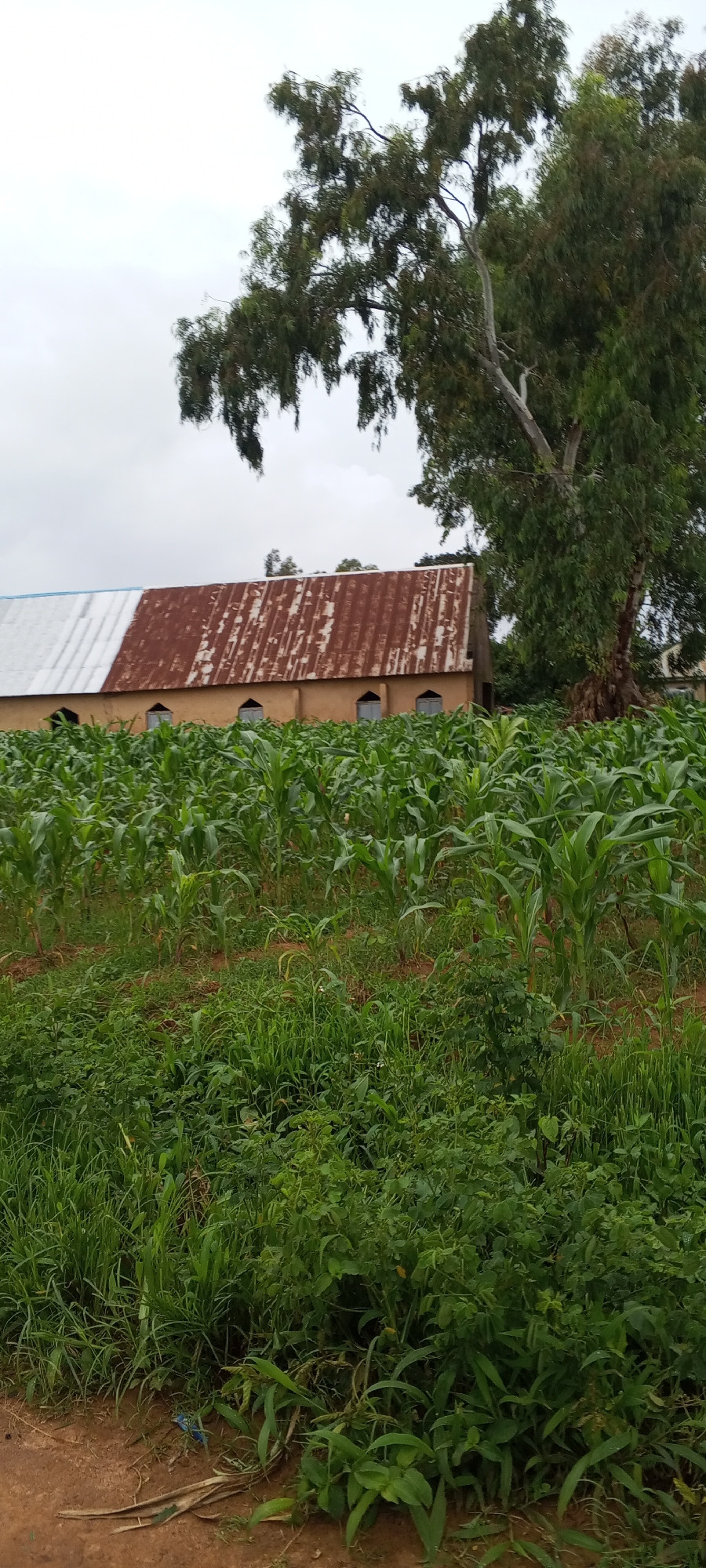 In Ohit, Nigeria, a building with a rusty, corrugated metal roof stands partially obscured by a field of tall corn stalks. The building appears to be made of earth or clay and features several arched windows. A large tree with sparse foliage is positioned to the right of the building, its branches extending over the scene. The ground in the foreground is covered with dirt and various low-lying green plants. The sky is overcast.